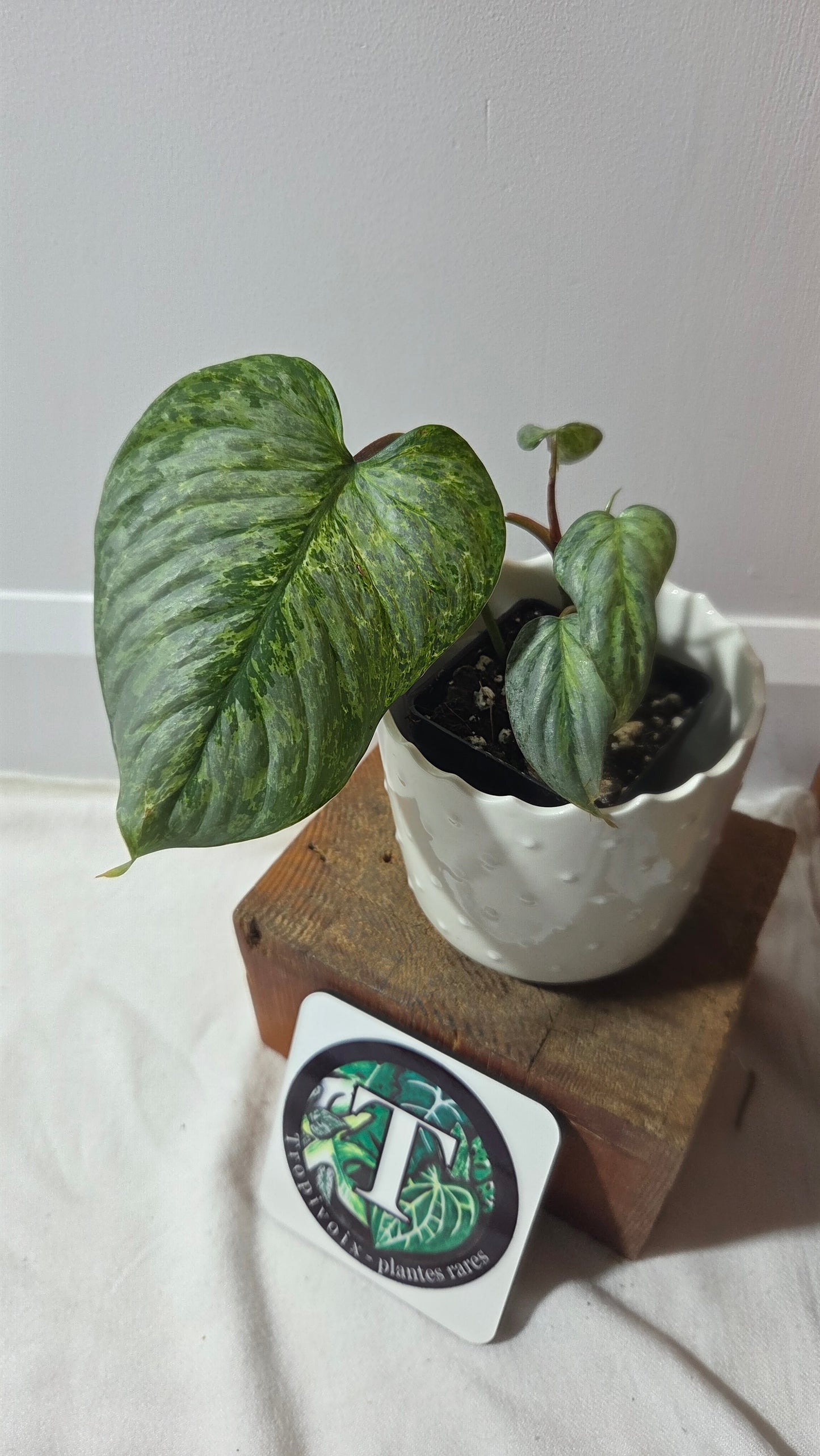 Philodendron Sodiroi Variegata (PHI-985)