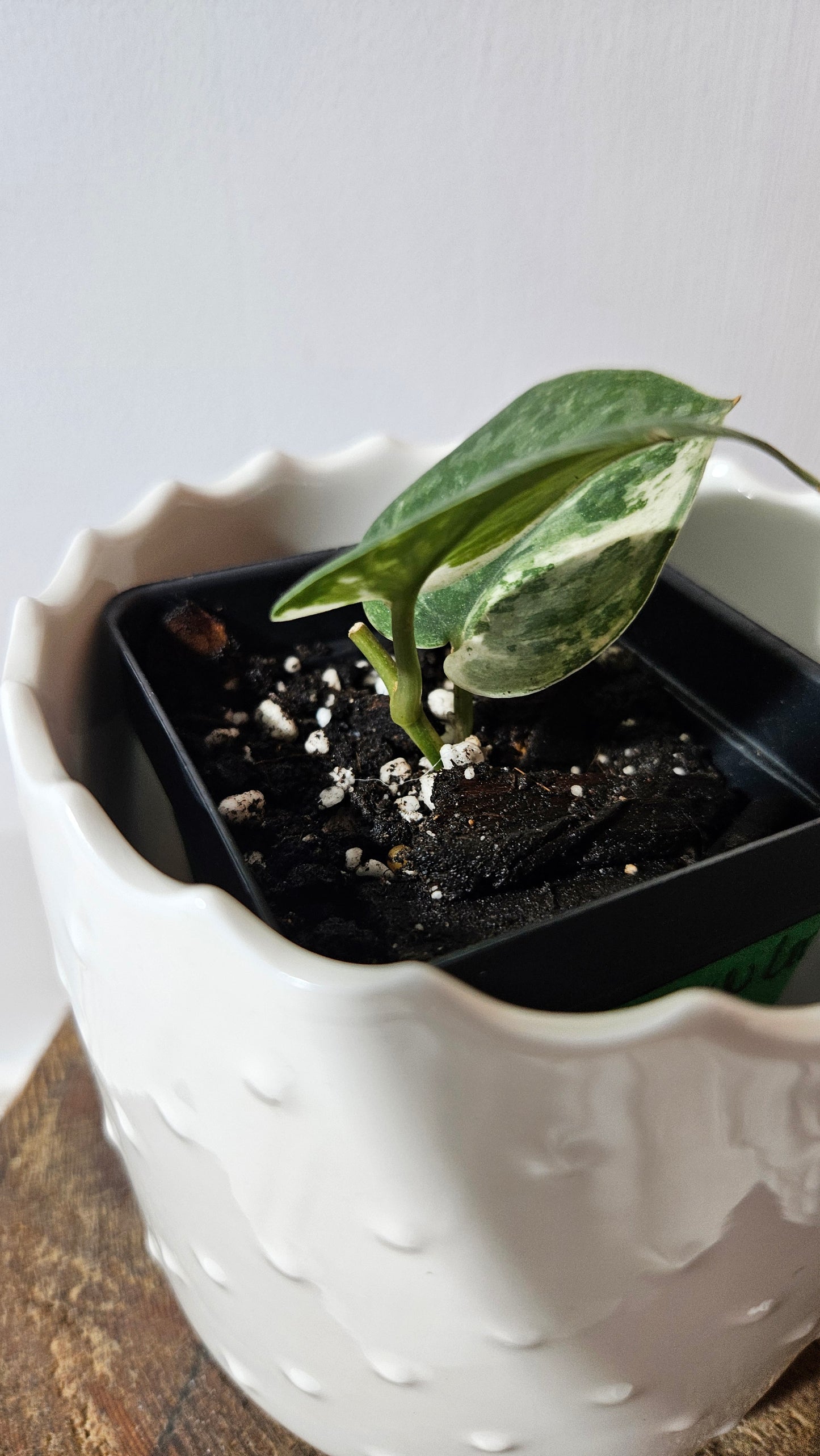 Scindapsus Exotica albo "narrow" (SCI-1055)