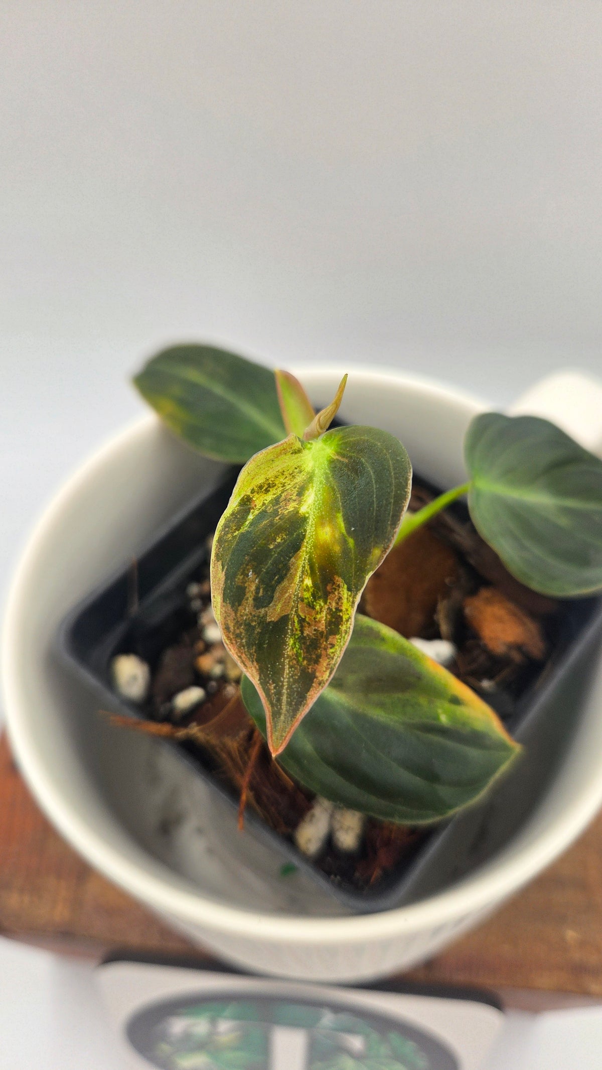 Philodendron Melanochrysum Variegata (PHI-1084)