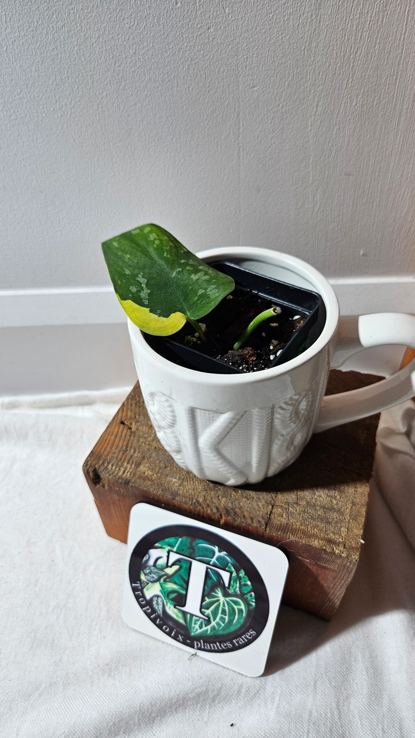 Scindapsus Swarnabhumi  (SCI-1083)