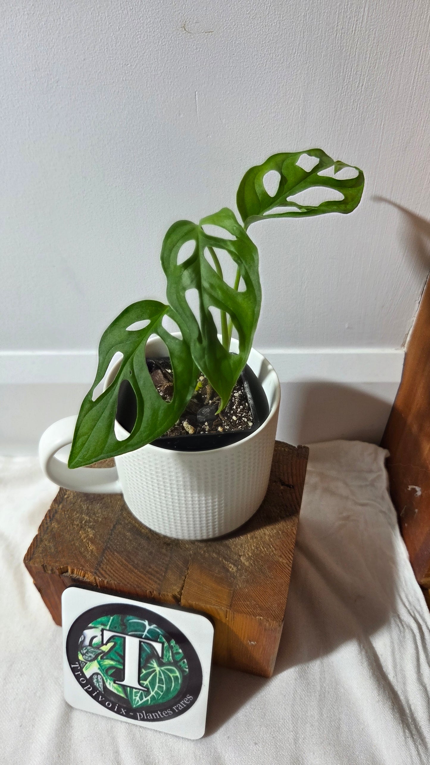 Monstera Obliqua Aff Tena (MON-266)
