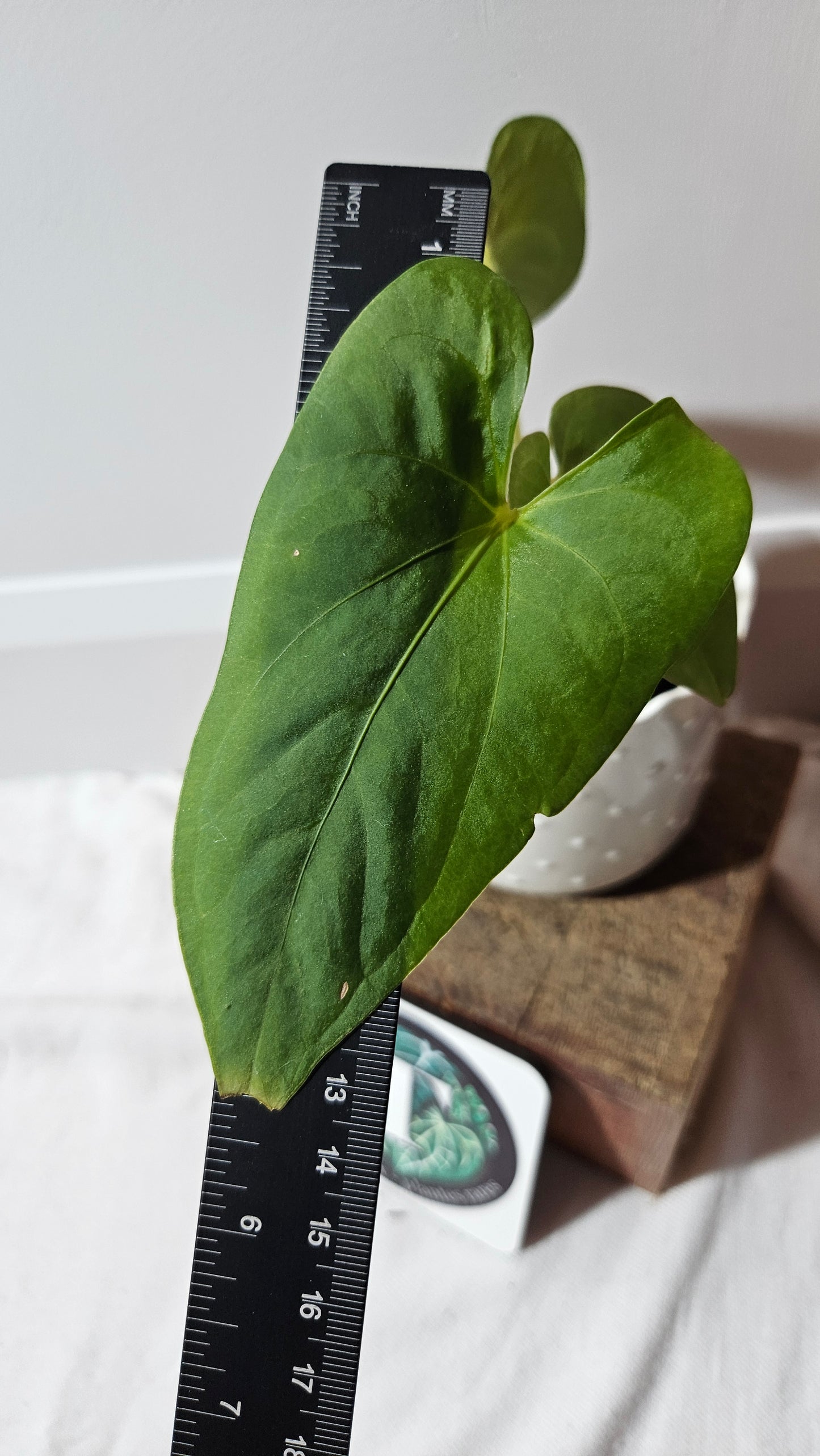 Anthurium  Tiwintza Aff Velvet "format MOYEN" (ANT-243)