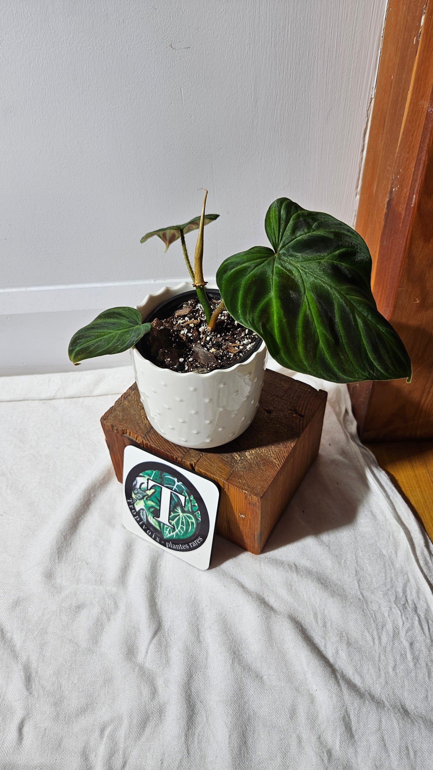 Philodendron Verrucosum Glow (PHI-809)