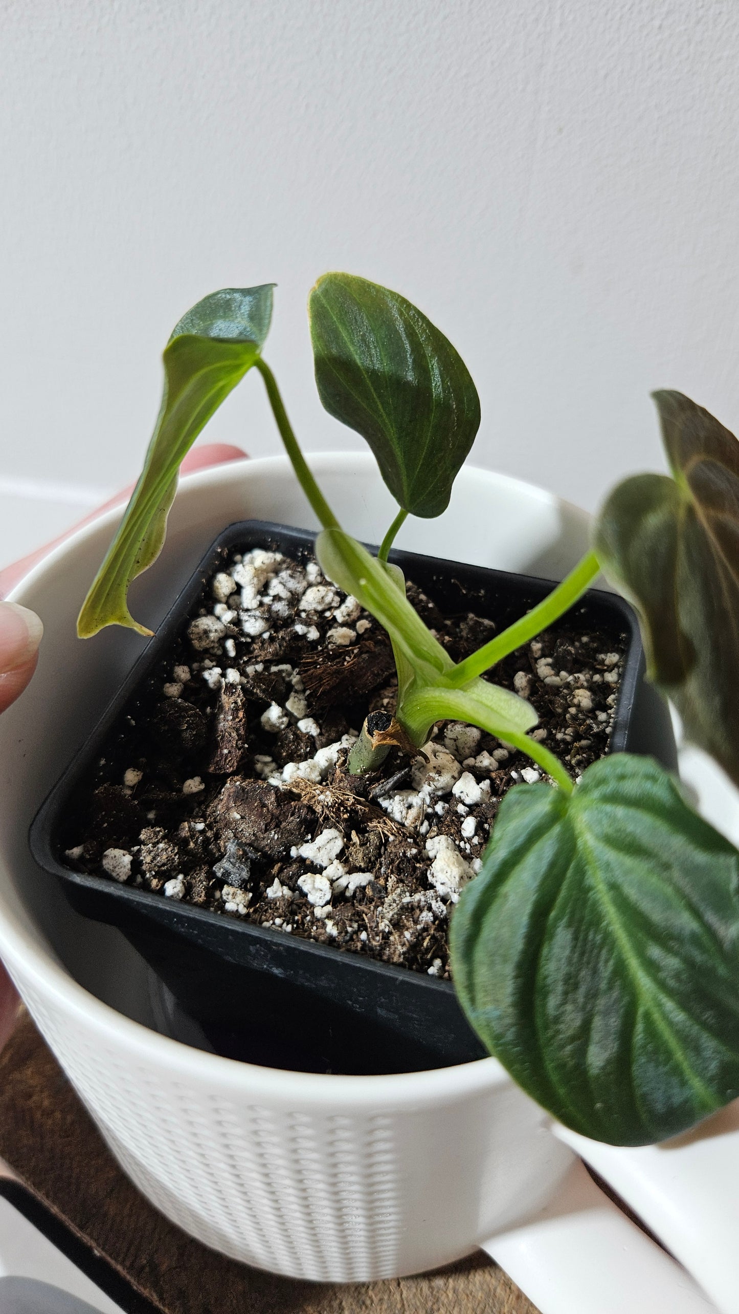 Philodendron Splendide (PHI-942)