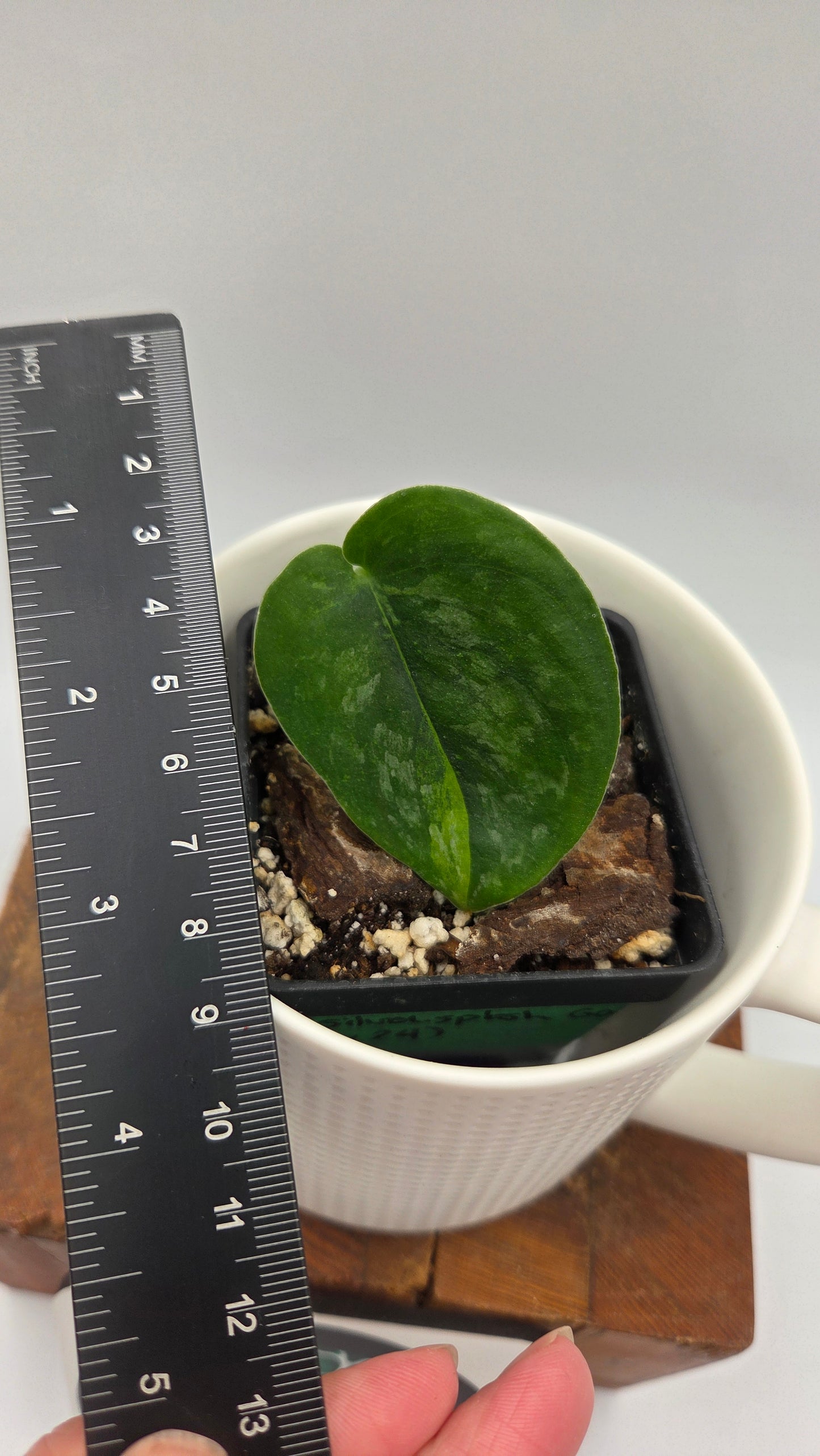 Scindapsus Silver Splash "Green on Green" (SCI-1434)