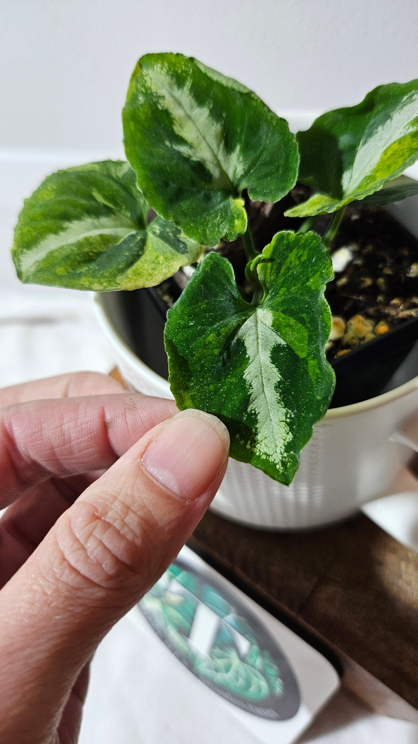 Syngonium Scrambled Eggs (SYN-477)