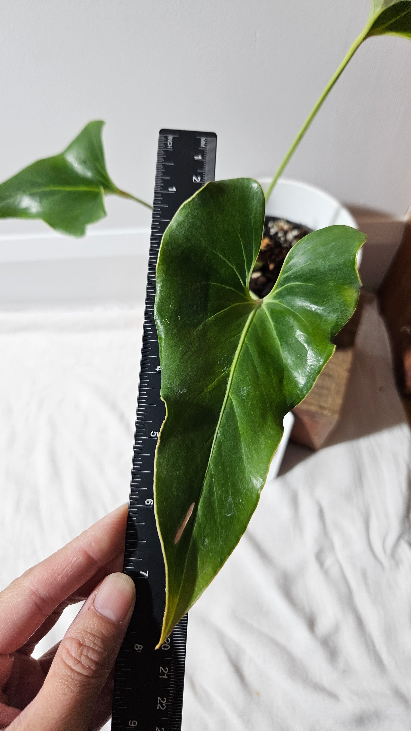 Anthurium Brownii/Corong "format MOYEN" (ANT-552)