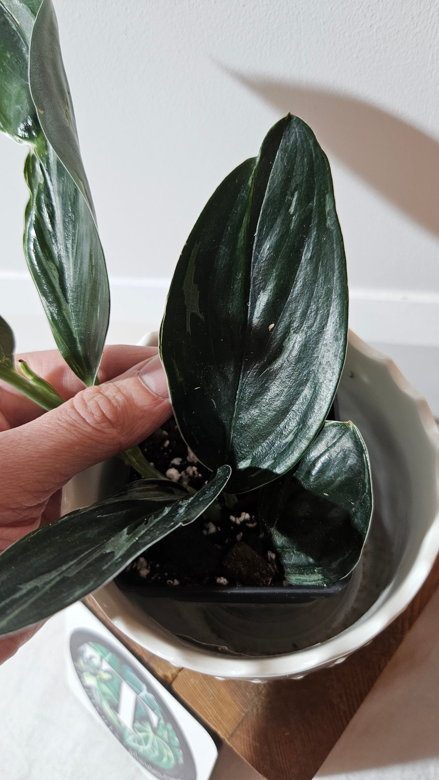 Scindapsus Treubii Dark Form silver (SCI-1015)