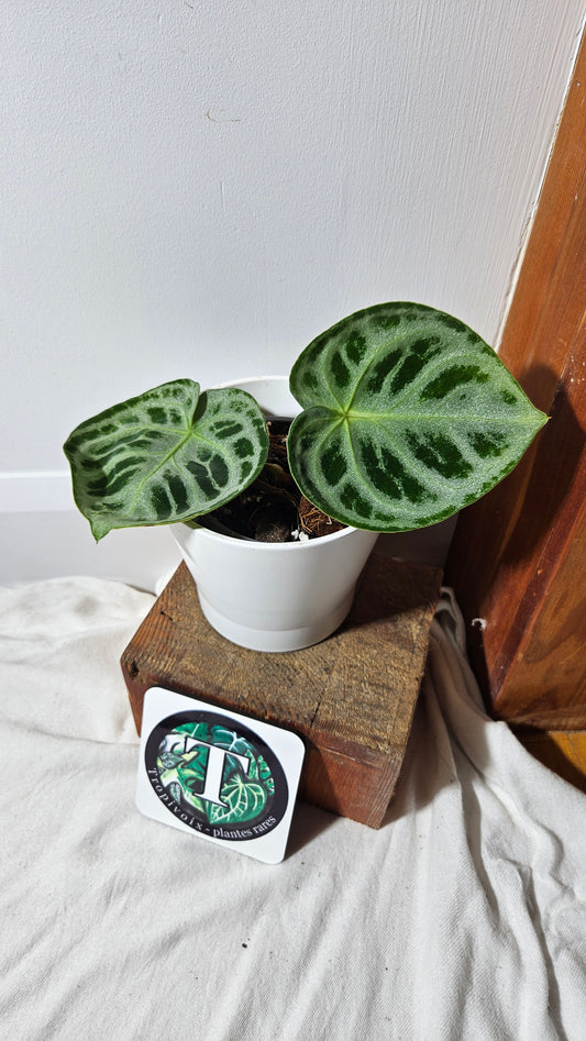 Anthurium Dorayaki Silver ( ANT-339)