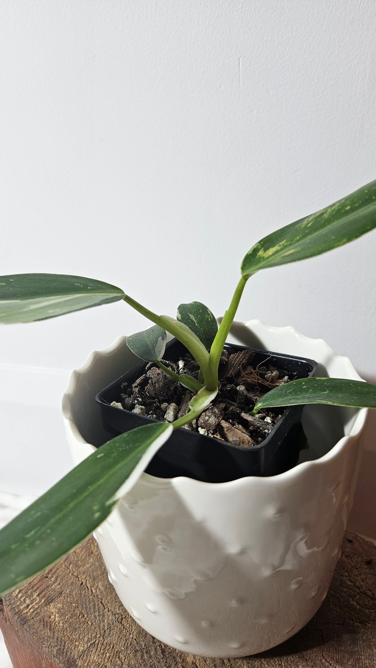 Philodendron White Princess (PHI-630)