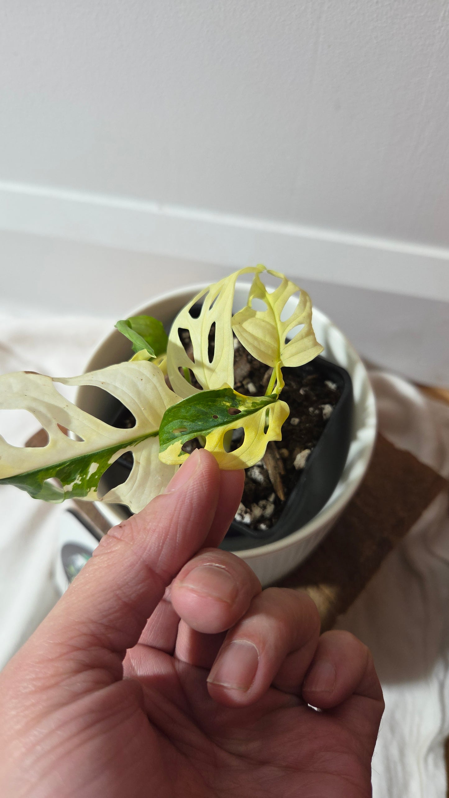 Monstera Andasonii Tricolore (MON-490)