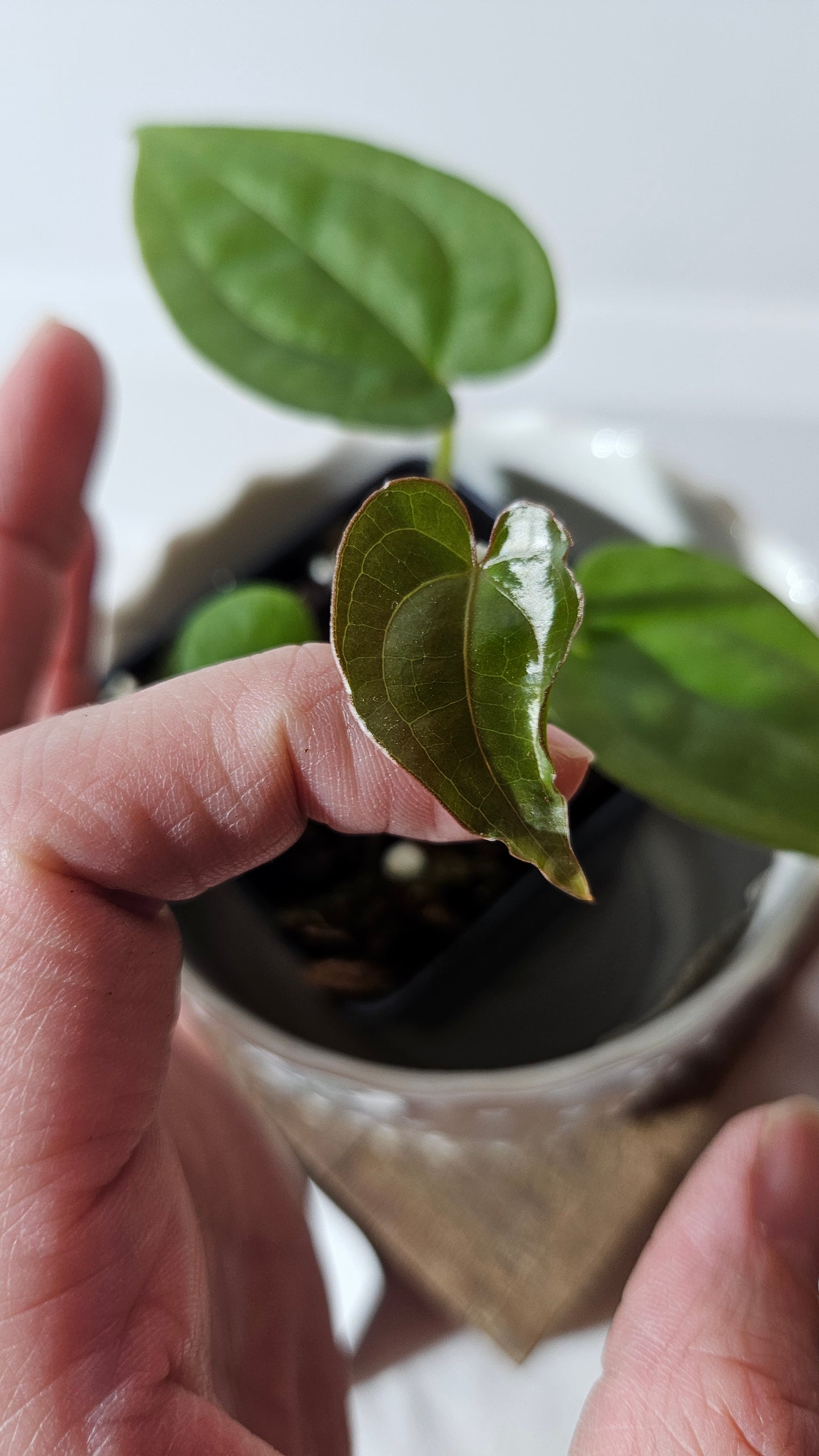 Anthurium Besseae X Luxurians "Format PETIT" (ANT-412)