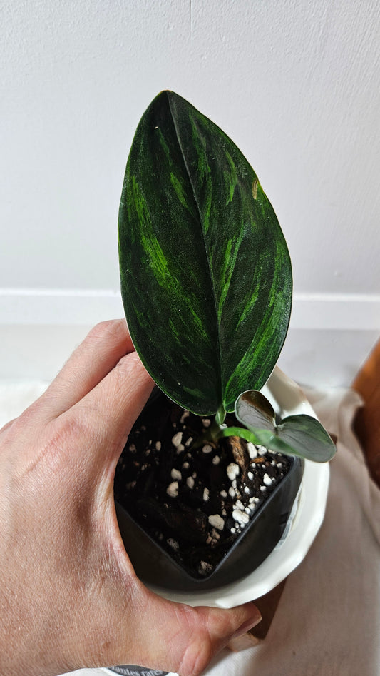 Scindapsus Treubii Dark Form Néon/Mutation (SCI-1010)