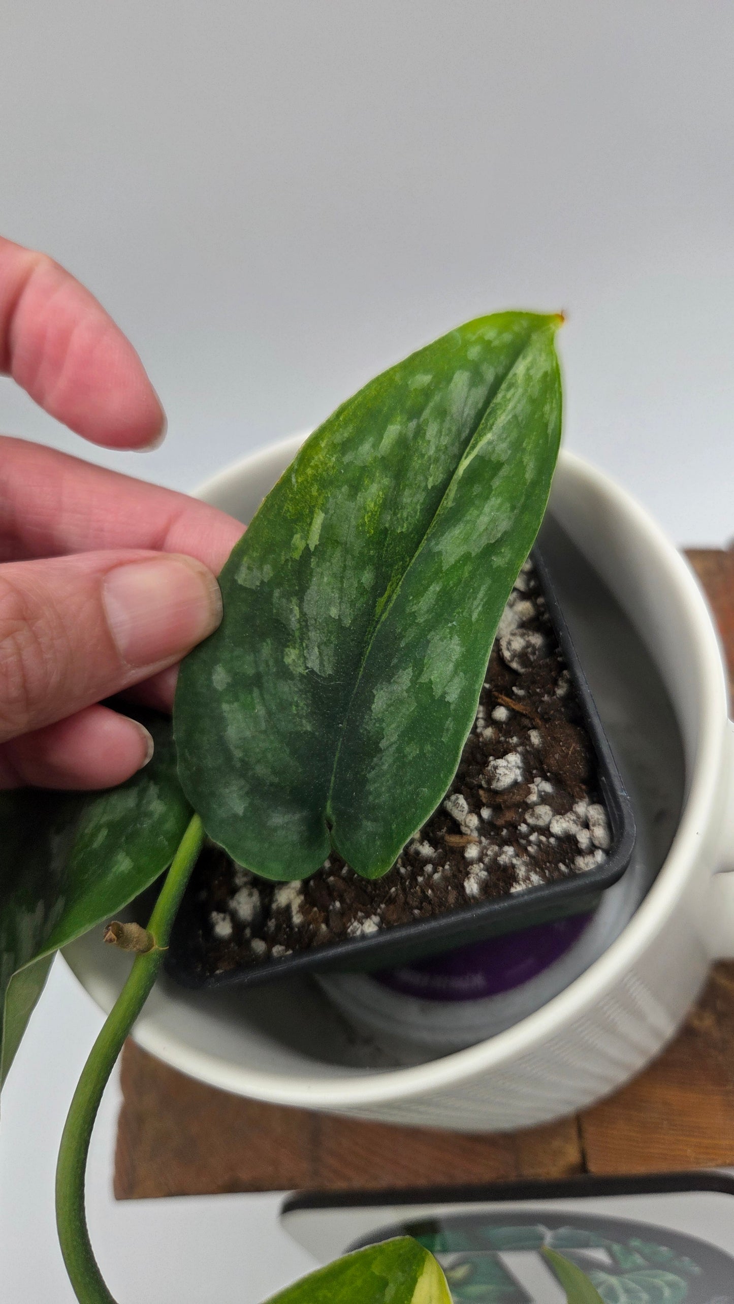 Scindapsus Silver Splash "Green on Green" (SCI-14345)
