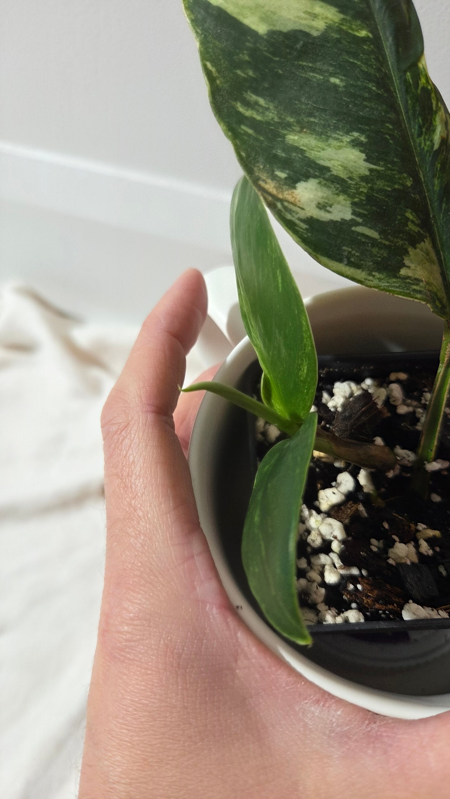 Rhaphidophora Elliptifolia Variegata (AUT-093)