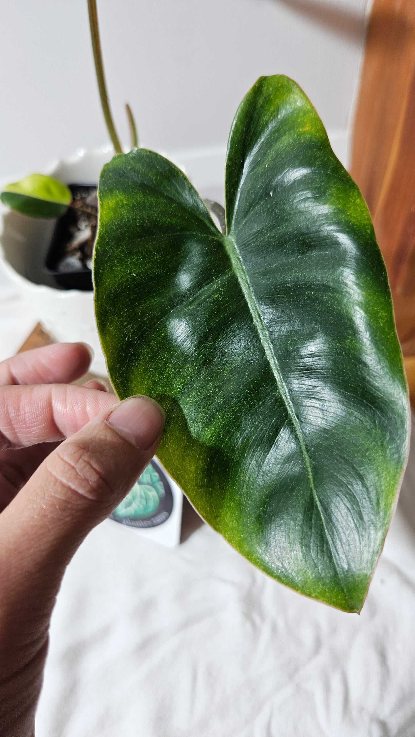 Philodendron Burlemarx Variegata (PHI-573)