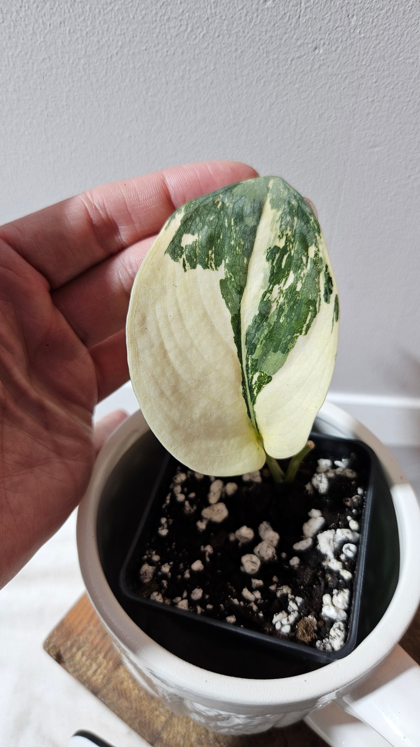 Scindapsus Silver Tattoo Variegata (SCI-1152)