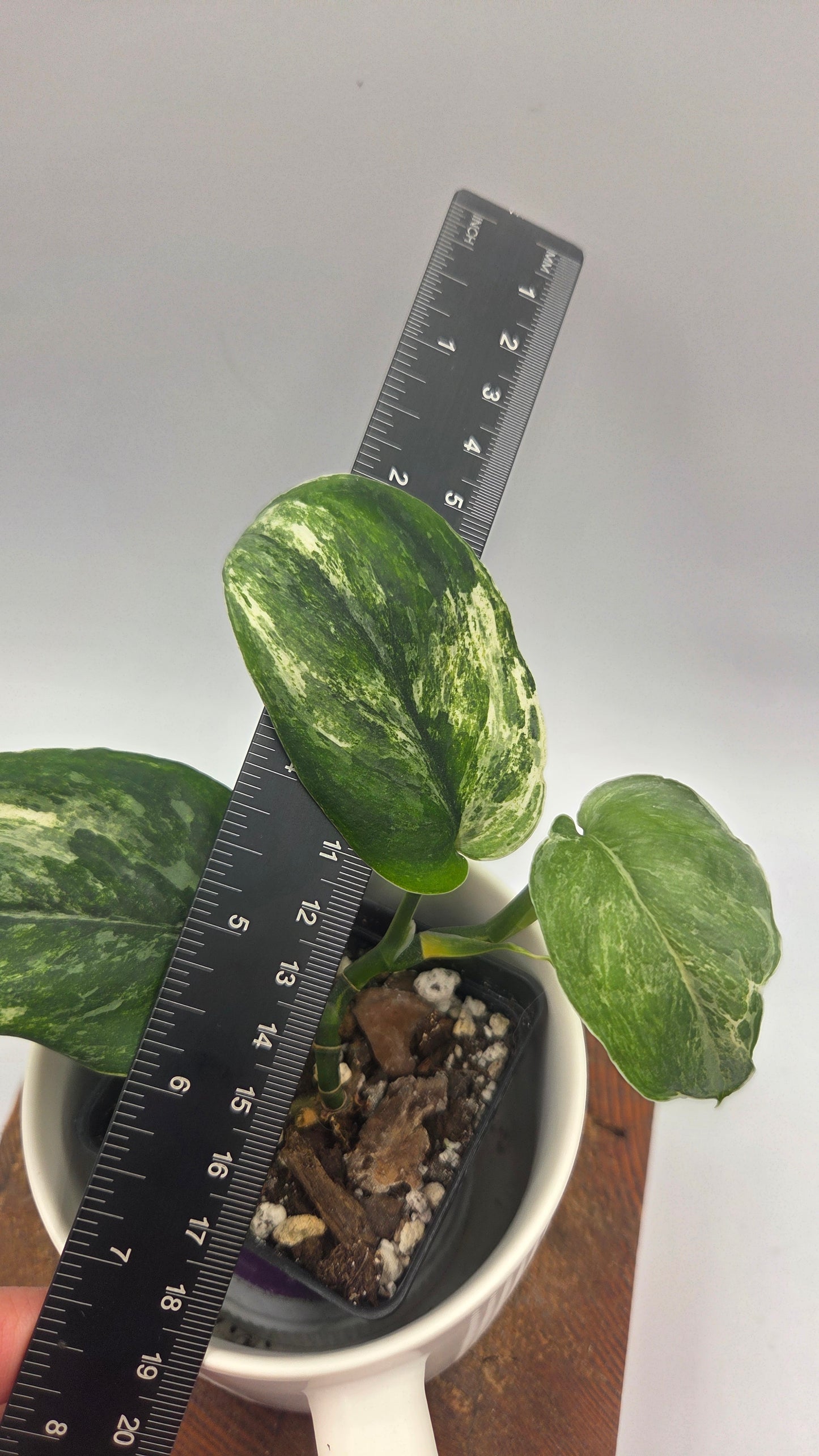 Scindapsus Exotica Salaka Tricolore (SCI-1048)