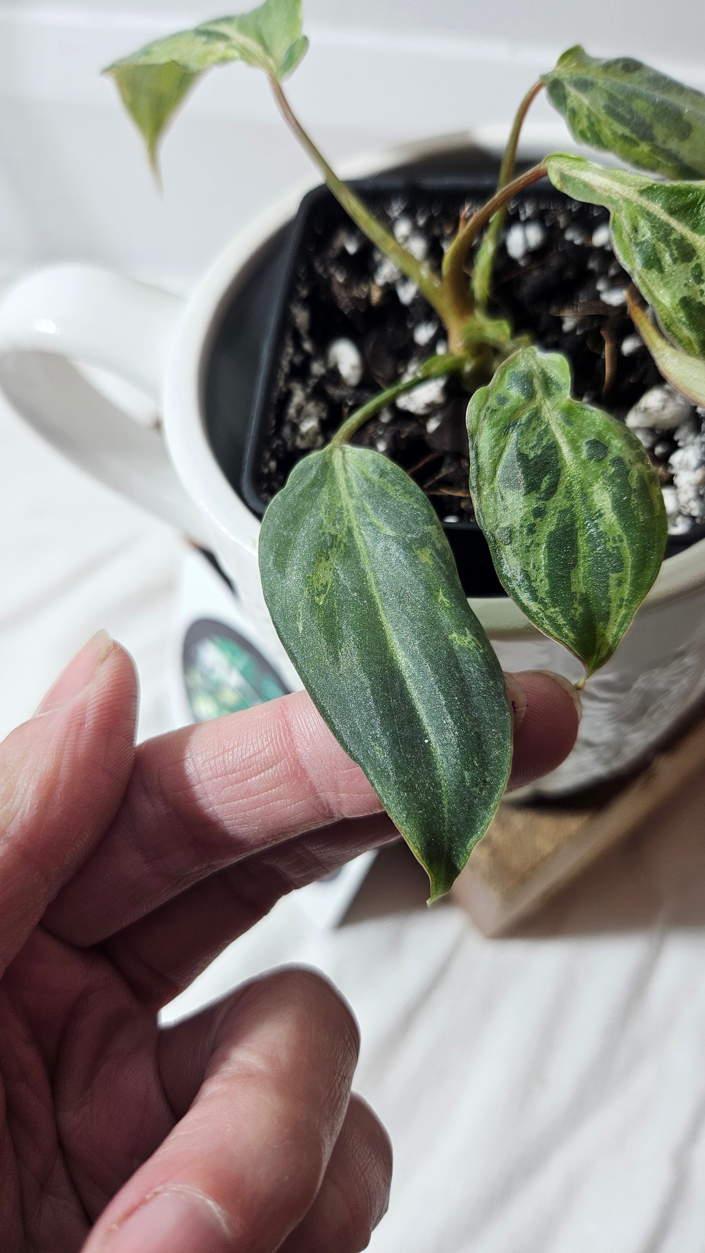 Philodendron Gloriosum "Snow leopard" (PHI-610)