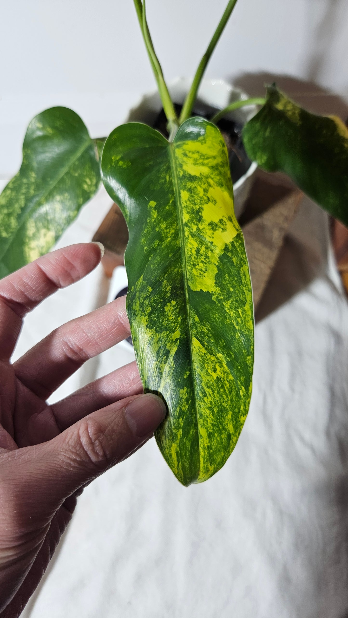 Philodendron Domesticum Variegata (PHI-664)