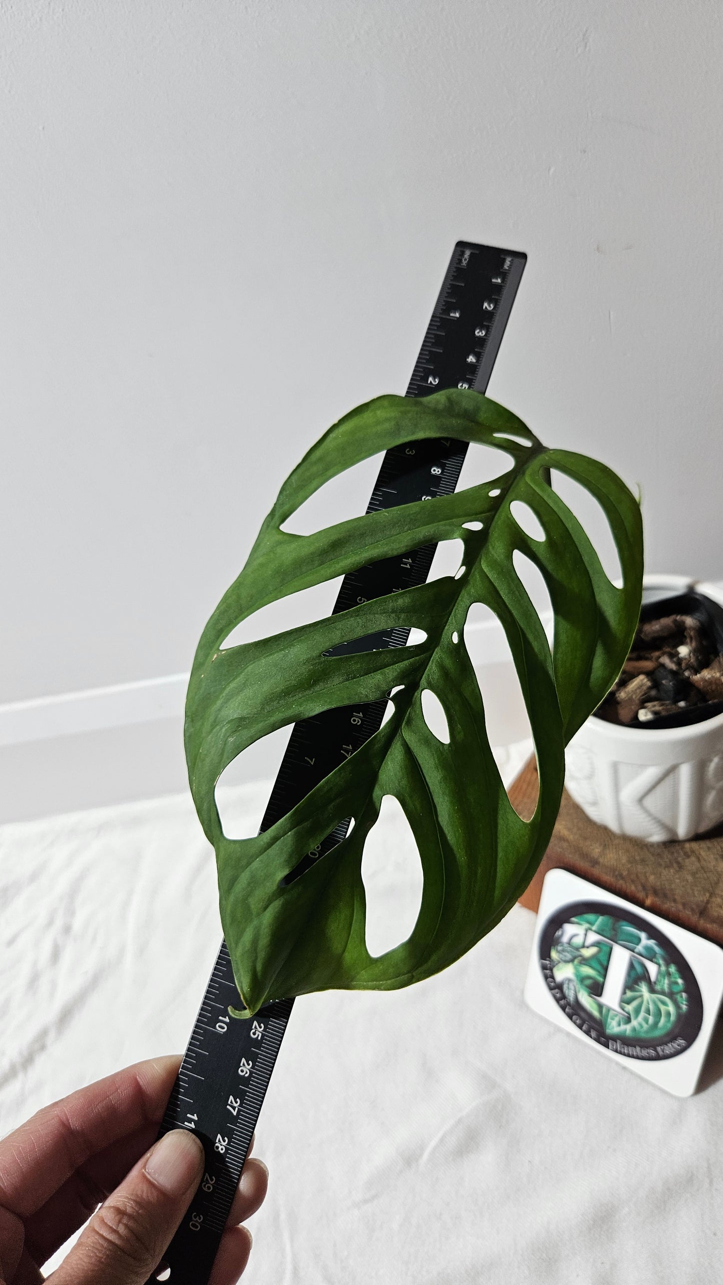 Monstera Esqueletto (MON-478)