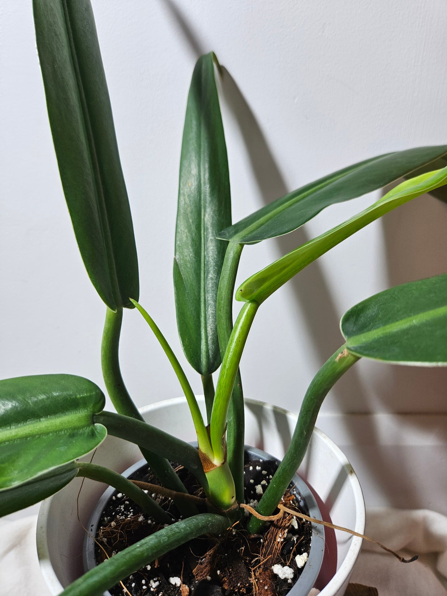 Philodendron Burlemarx Narrow (PHI-436)