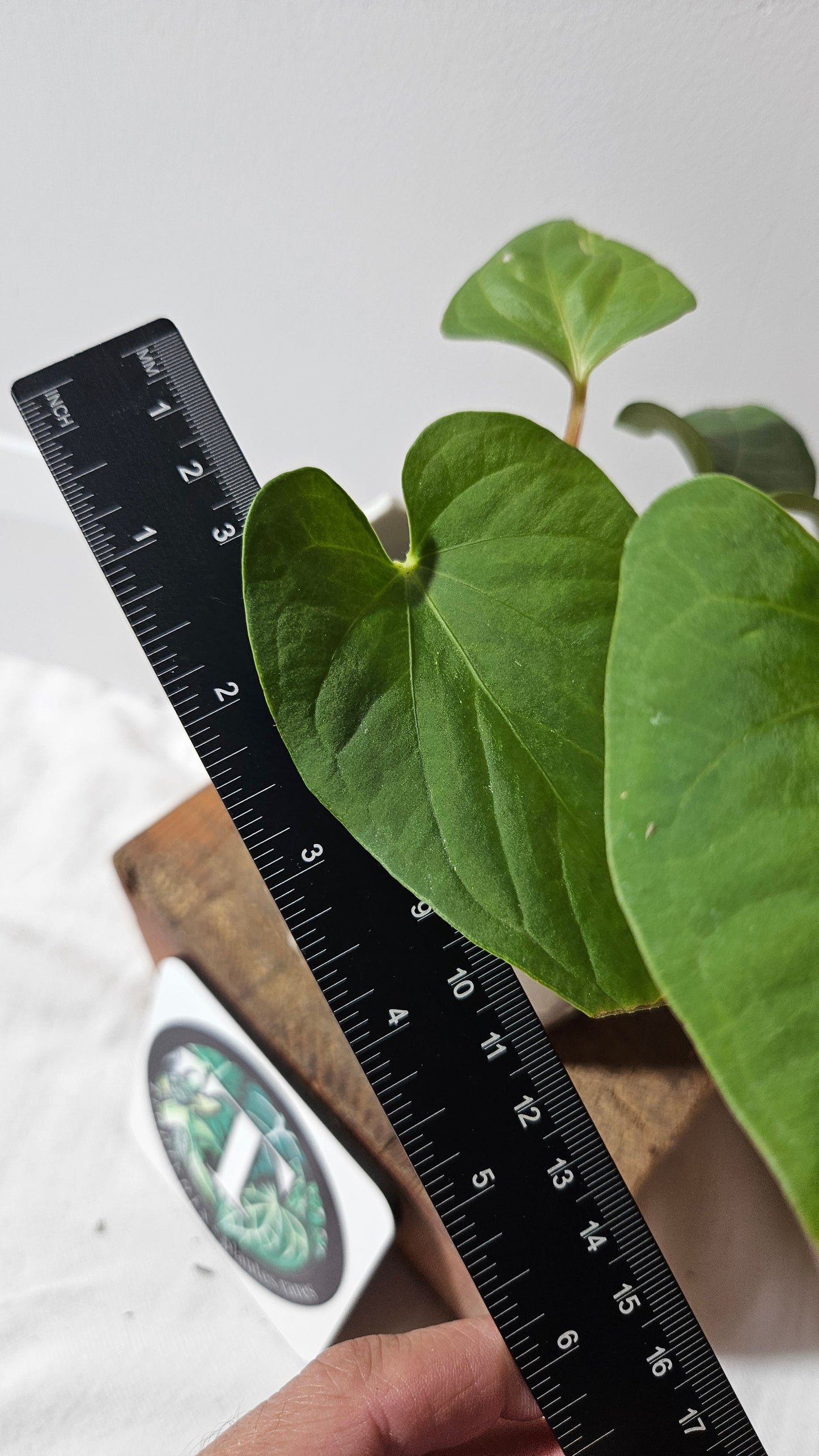 Anthurium  Tiwintza Aff Velvet "format MOYEN" (ANT-226)
