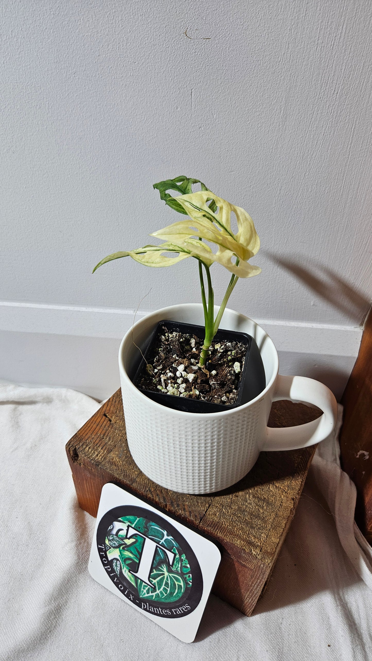 Monstera Andasonii Archipelago Ghost (MON-417)