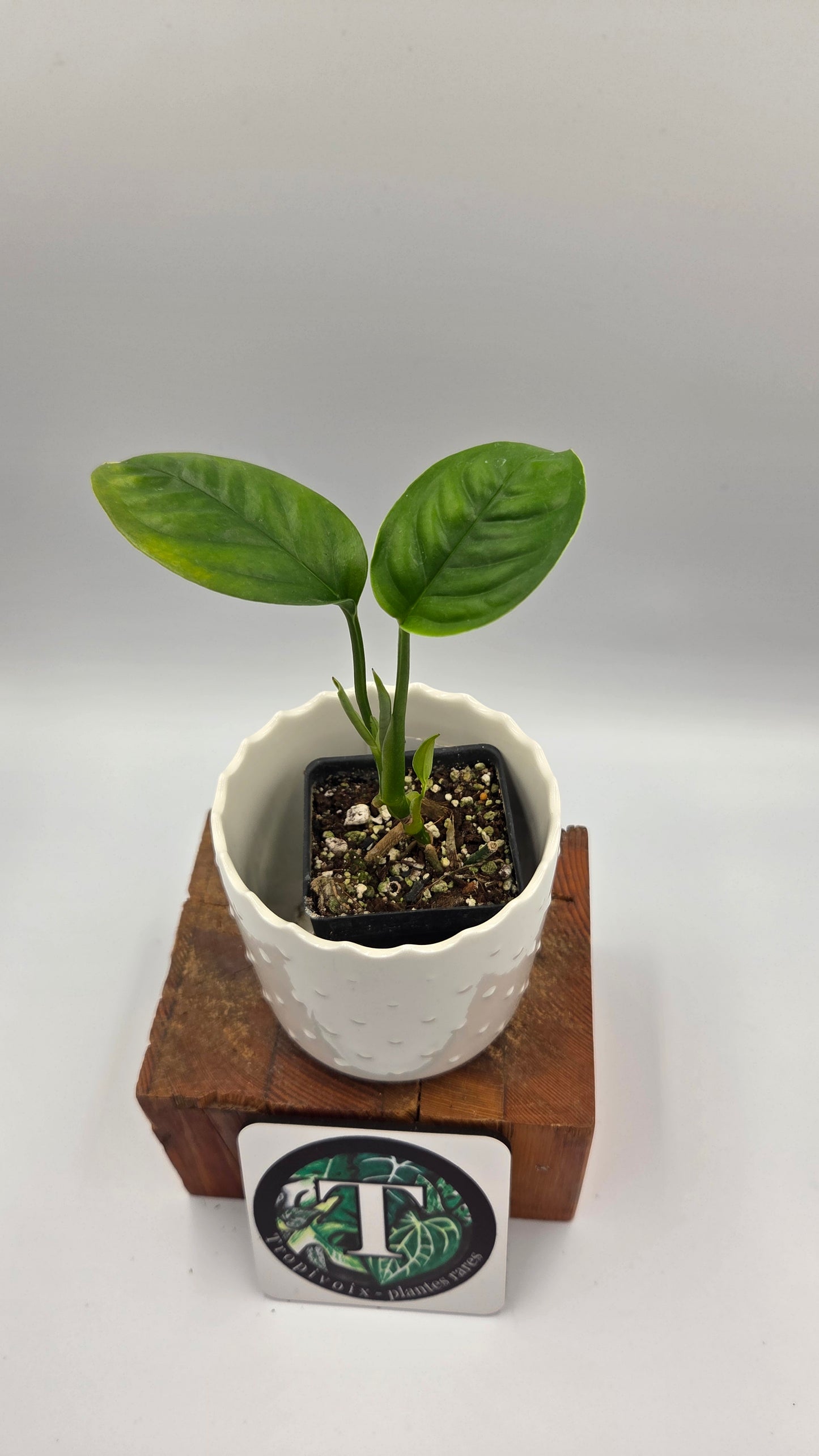 Monstera Obliqua Aff Limon (MON-551)