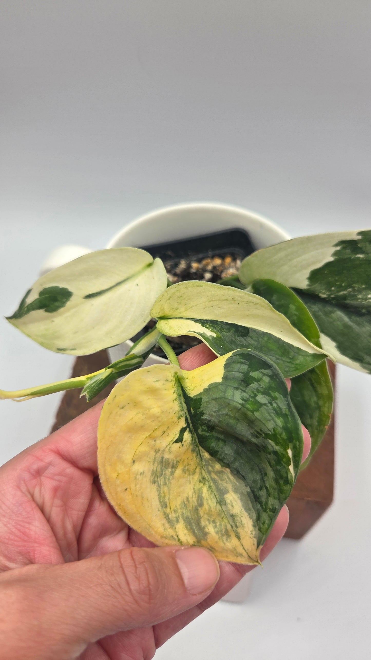 Scindapsus Silver Tattoo Variegata (SCI-1153)