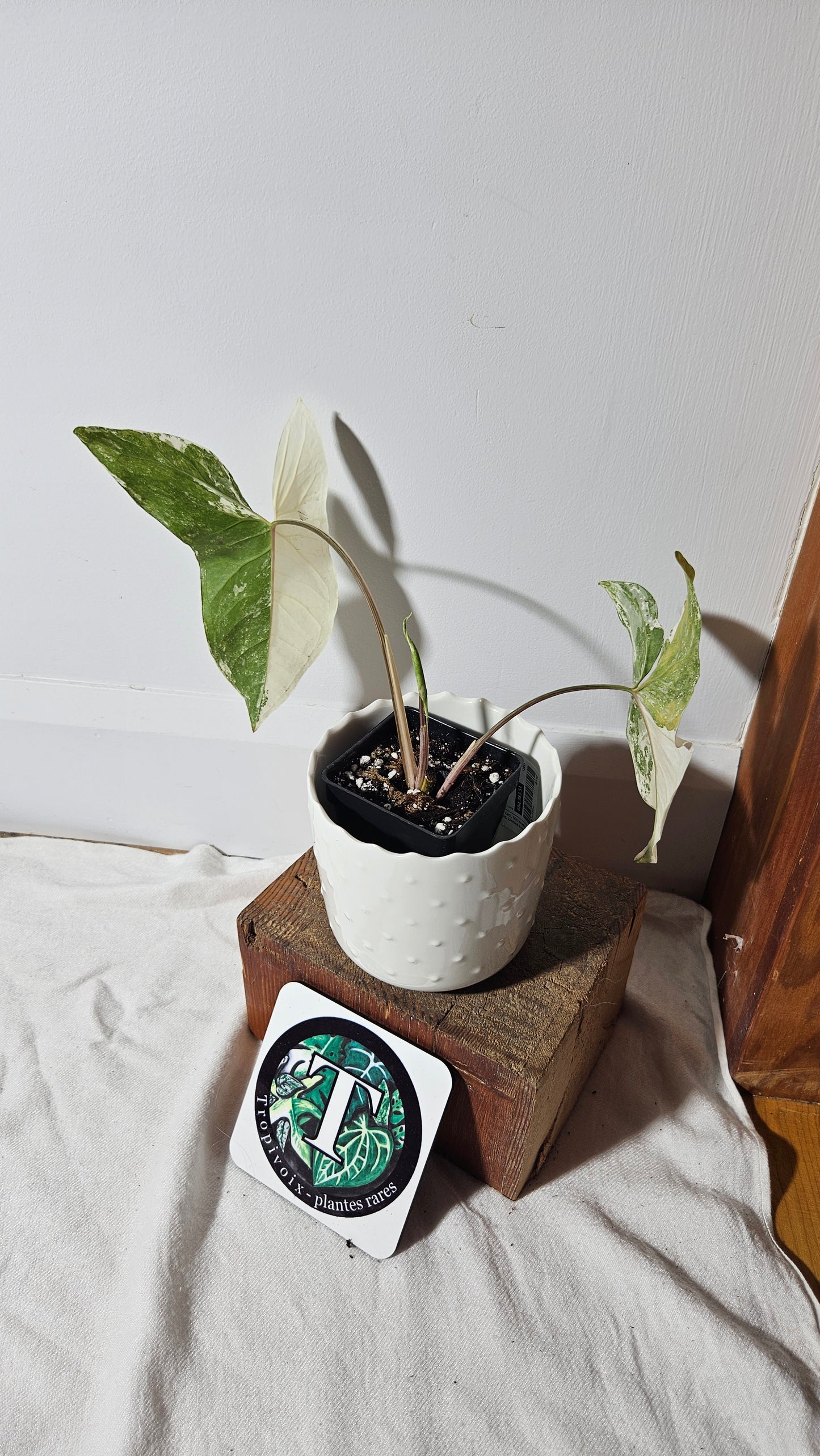 Syngonium Faustina Albo (SYN-329)