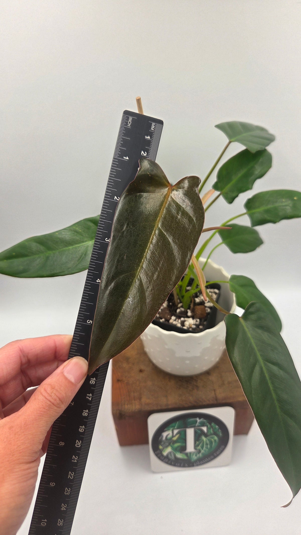 Philodendron Pangui Sunset /(P. Pinnatilobum/P. Spiritus Santi) (PHI-1092)