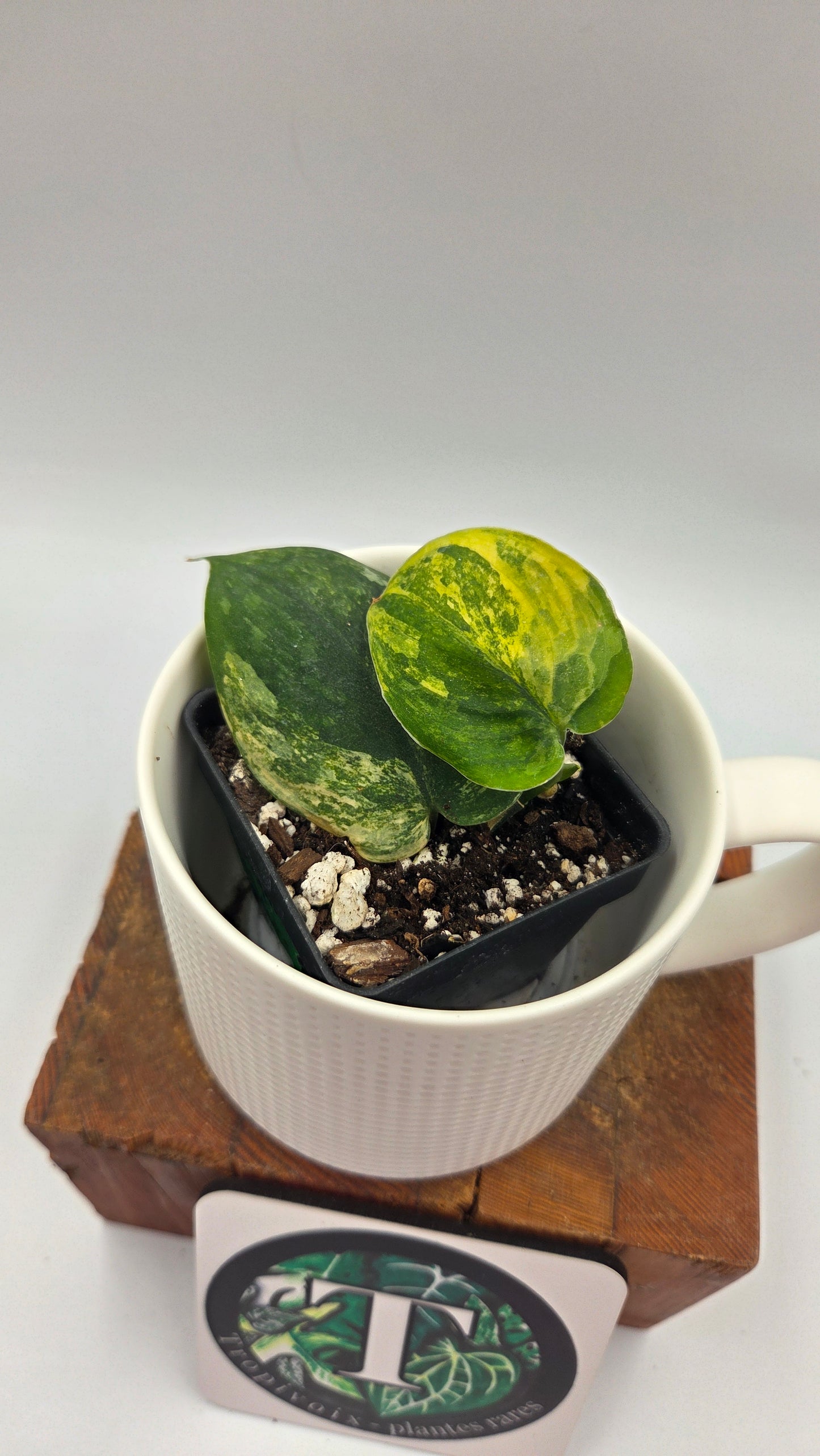 Scindapsus Parahiyangan (SCI-1069)