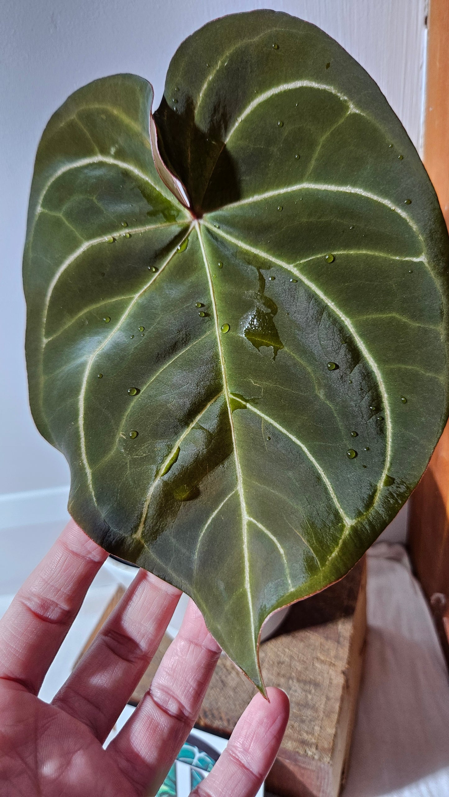 Anthurium Dressleri × Hoffmanii "format LARGE" (ANT-542)