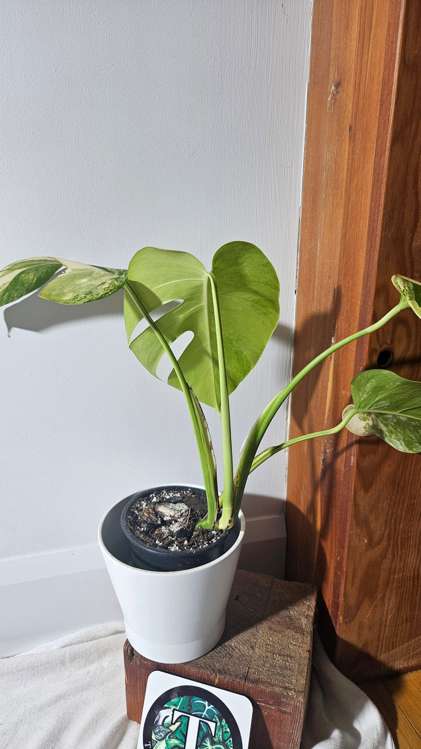 Monstera Aurea (MON-389)