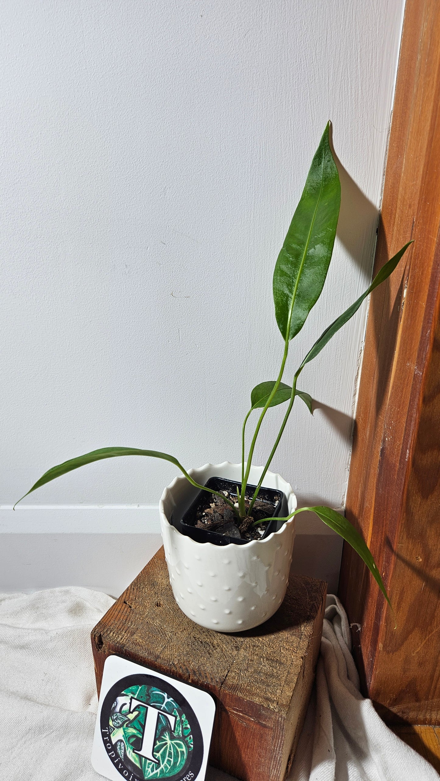 Anthurium  SP Morona "format MOYEN" (ANT-231)