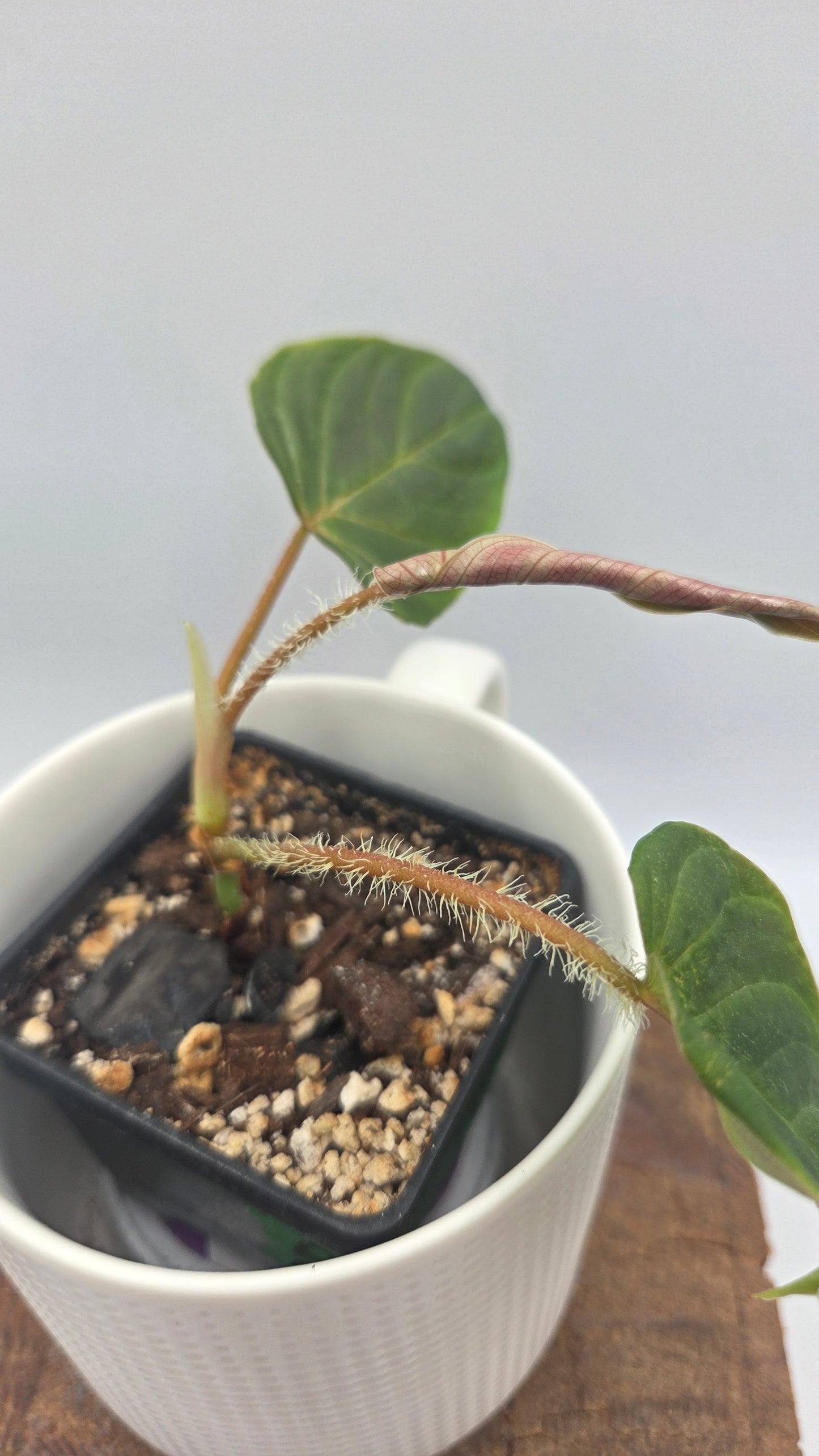 Philodendron Verrucosum Titanium (PHI-807)
