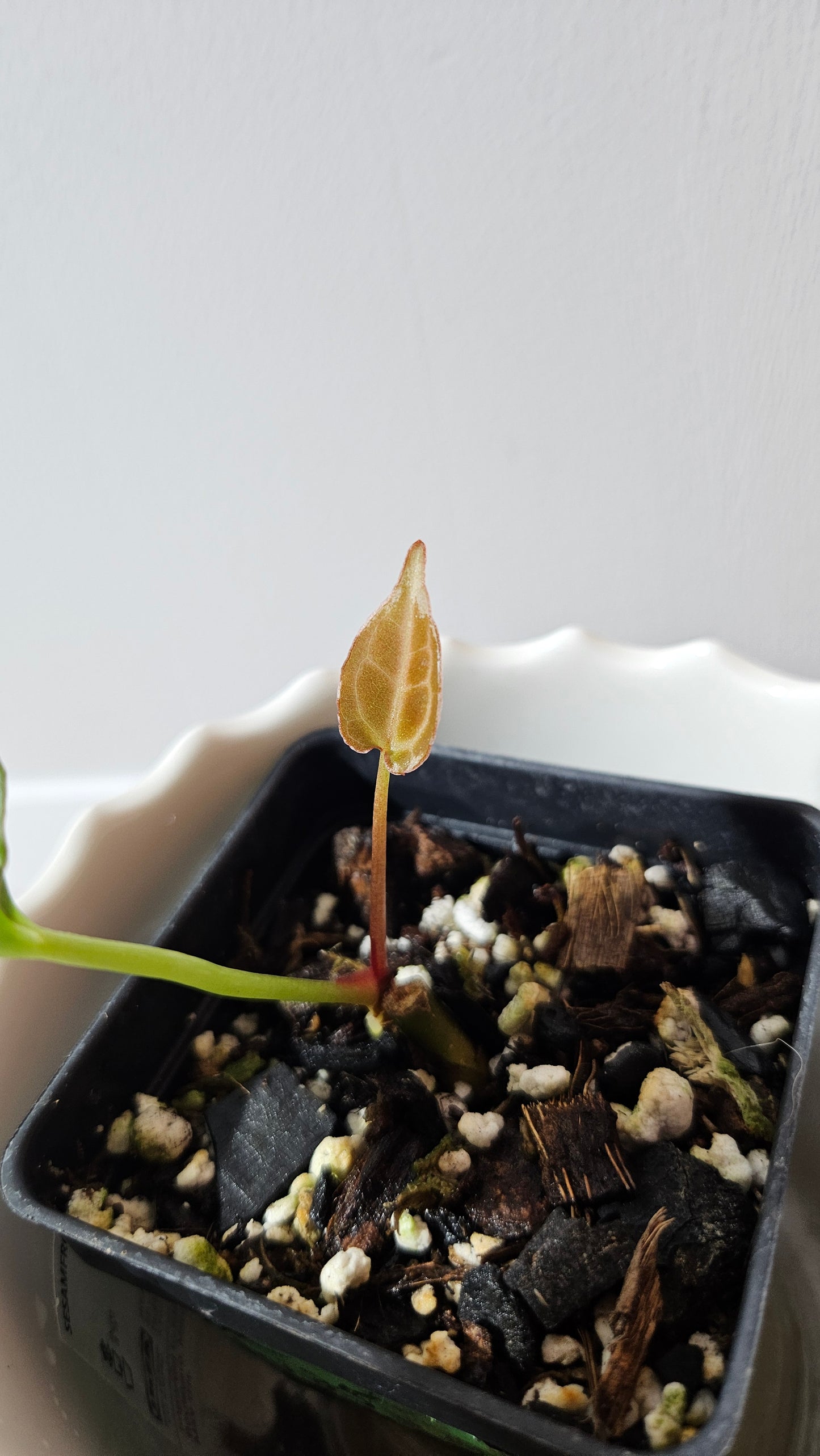 Anthurium Crystallinum Chocolate "format PETIT" (ANT-545)