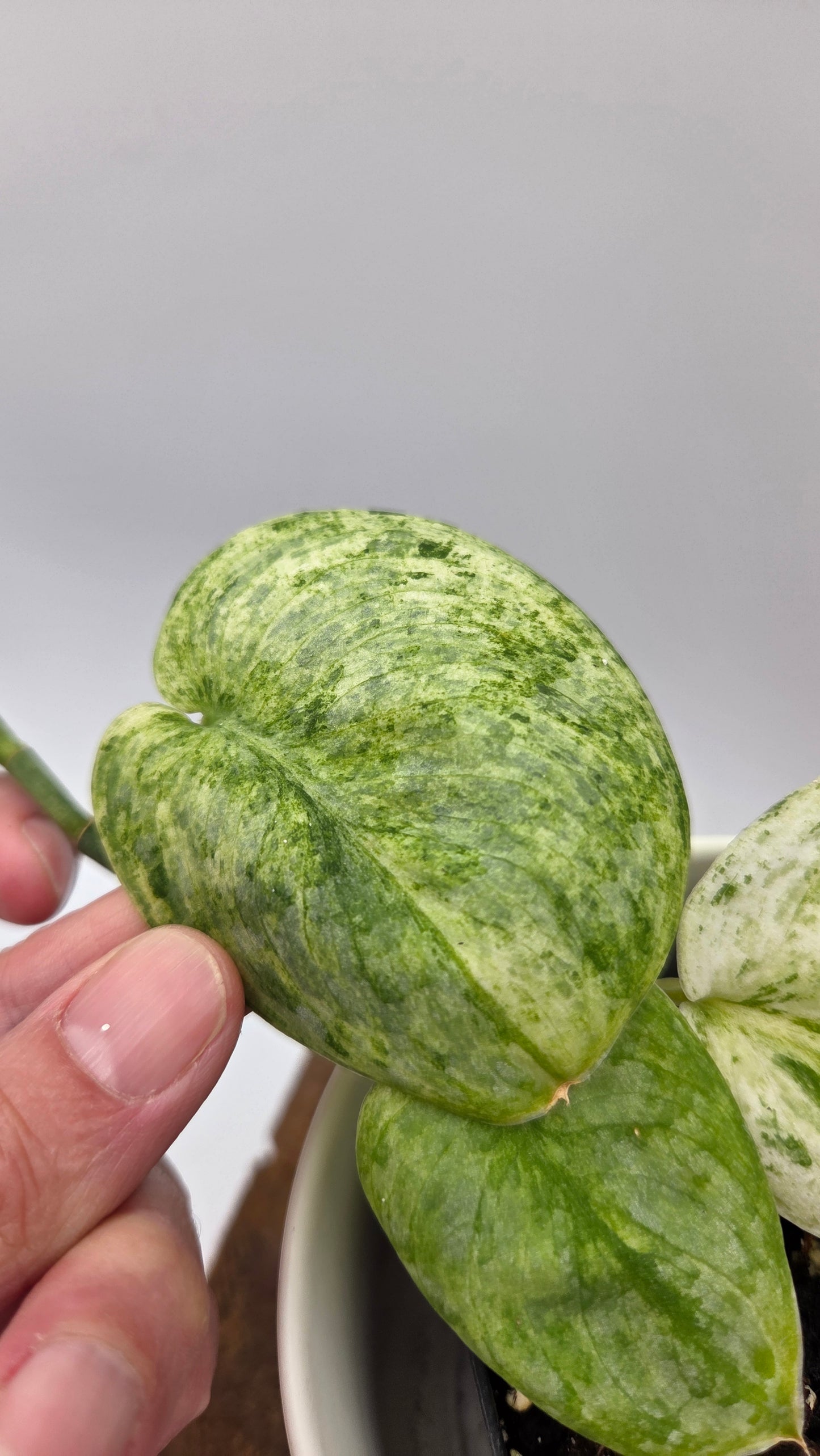 Scindapsus Black Dragon Variegata (SCI-857)