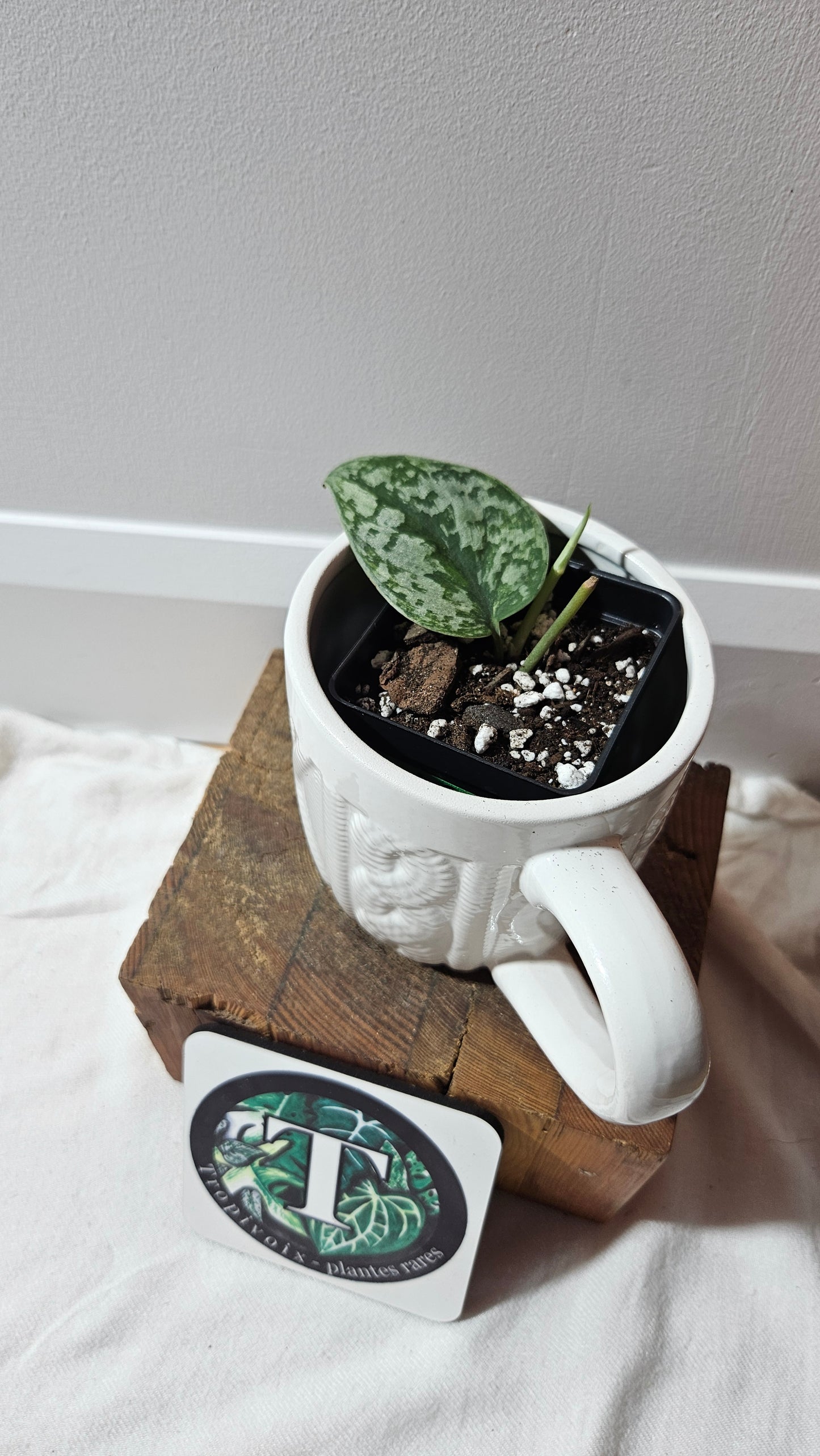 Scindapsus Geulis (SCI-1215)