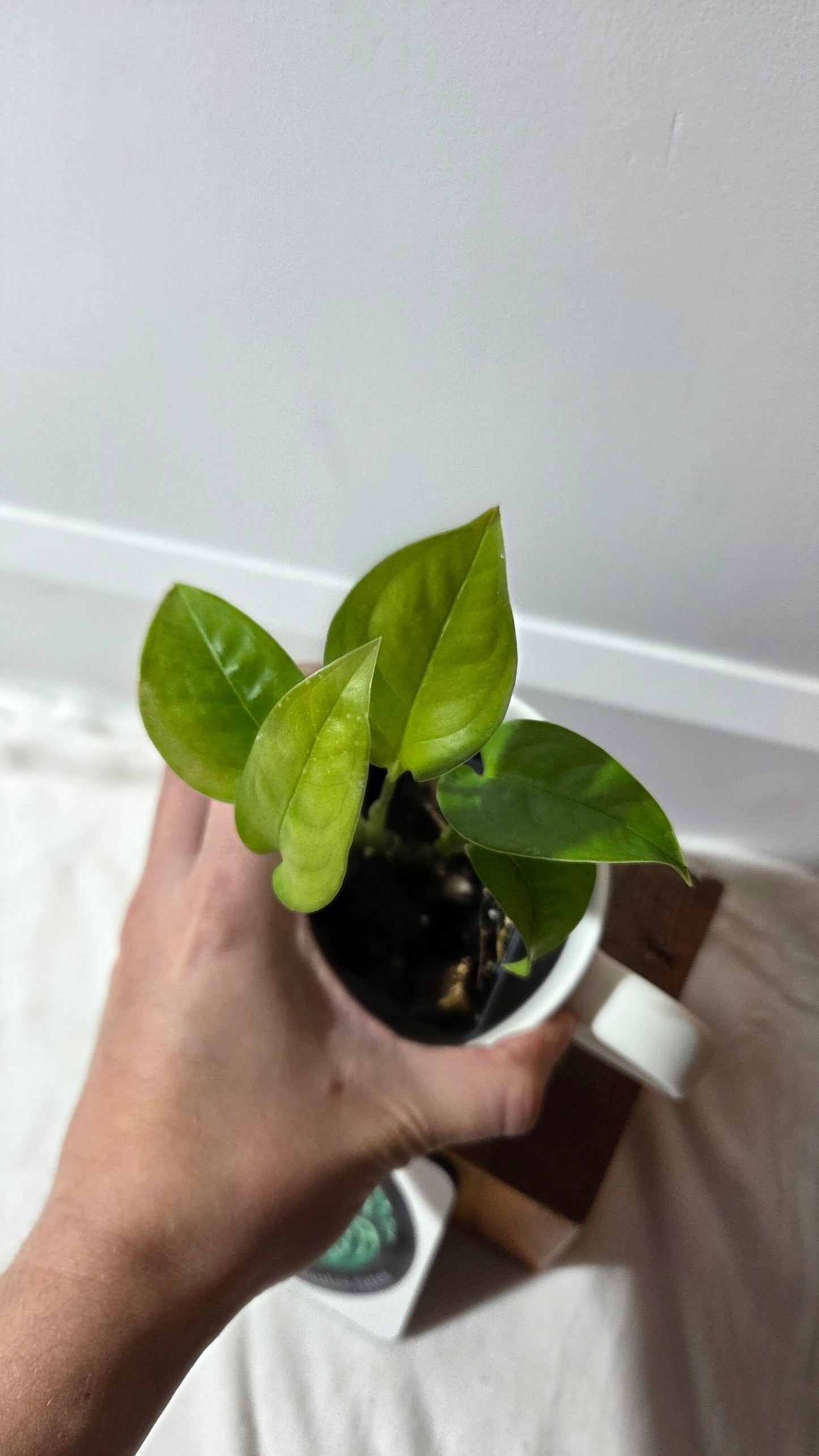 Monstera Obliqua Aff Limon (MON-311)