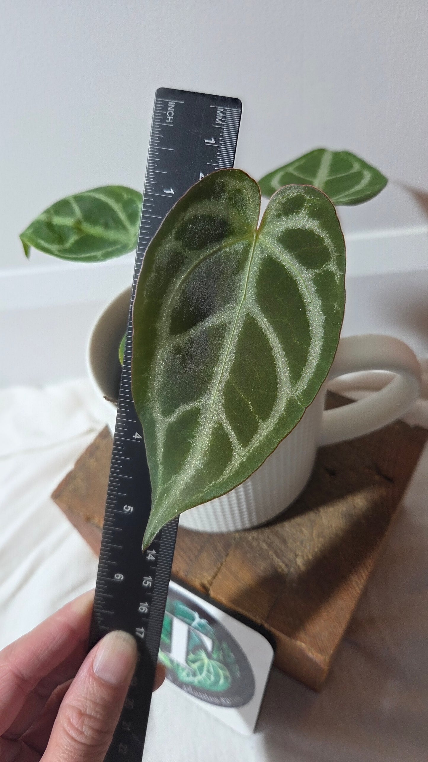 Anthurium Magnificum Radiante "format PETIT"(ANT-647)