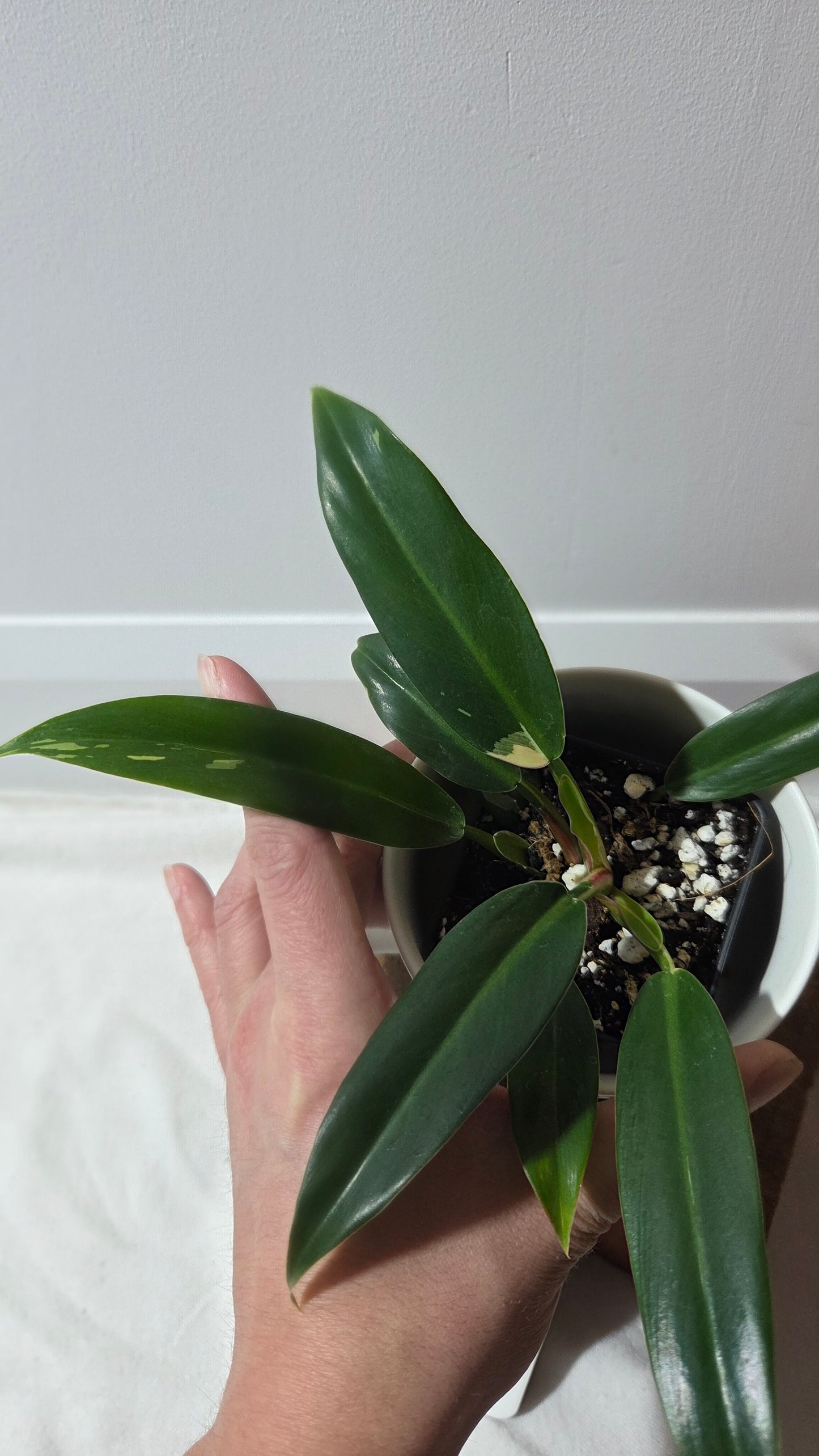 Philodendron Wend Imbe Variegata (PHI-975)