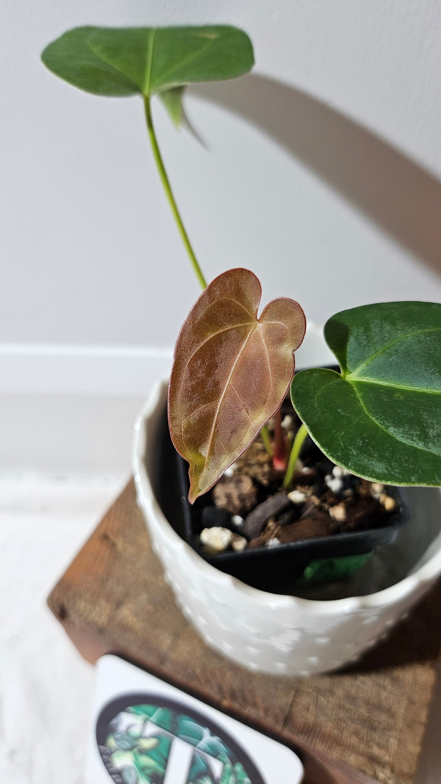 Anthurium Magnificum X Napo "format PETIT" (ANT-560)