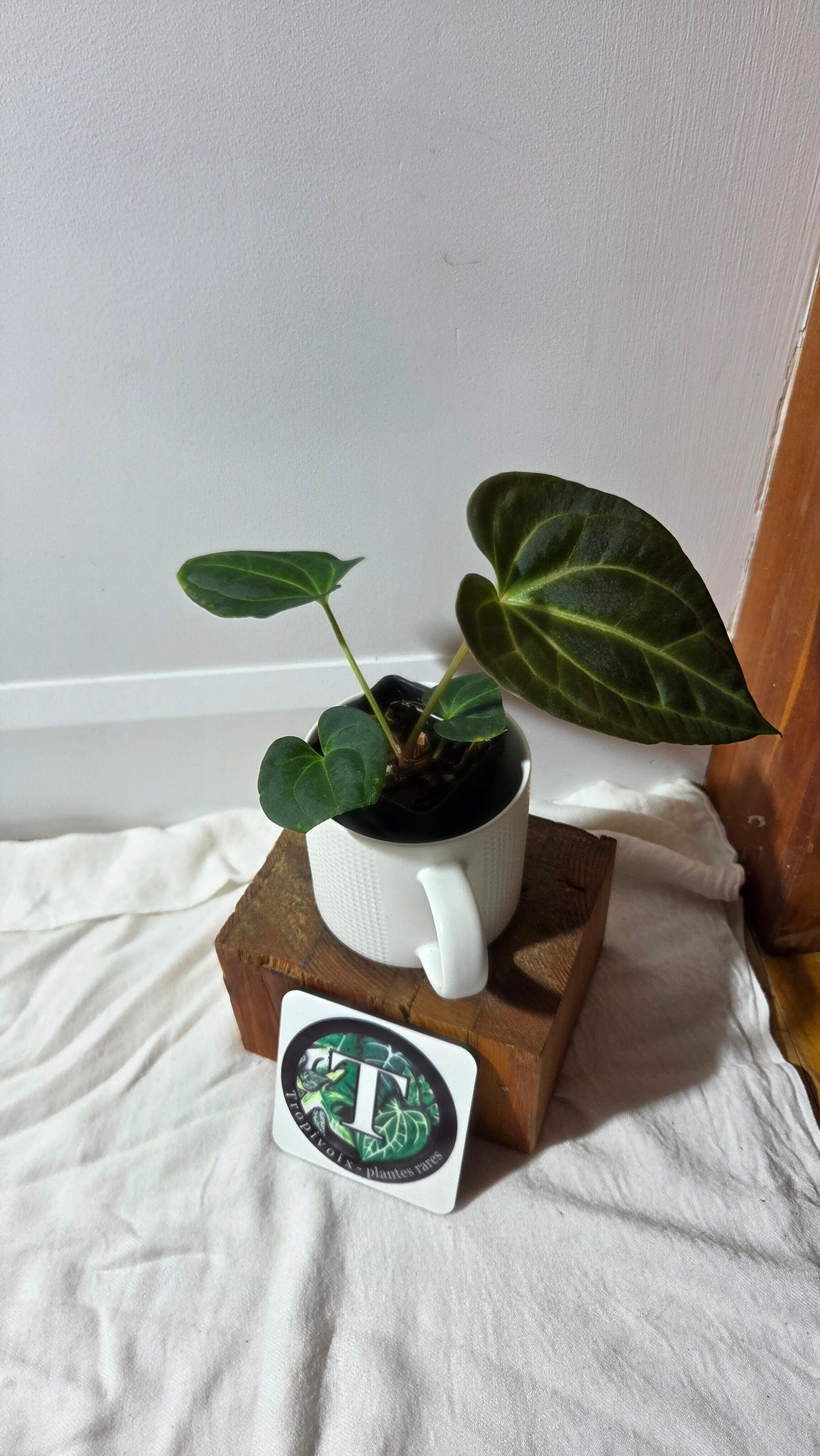 Anthurium Besseae Aff Velvet "Format MOYEN" (ANT-671)