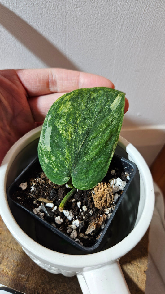 Scindapsus Parahiyangan (SCI-1071)