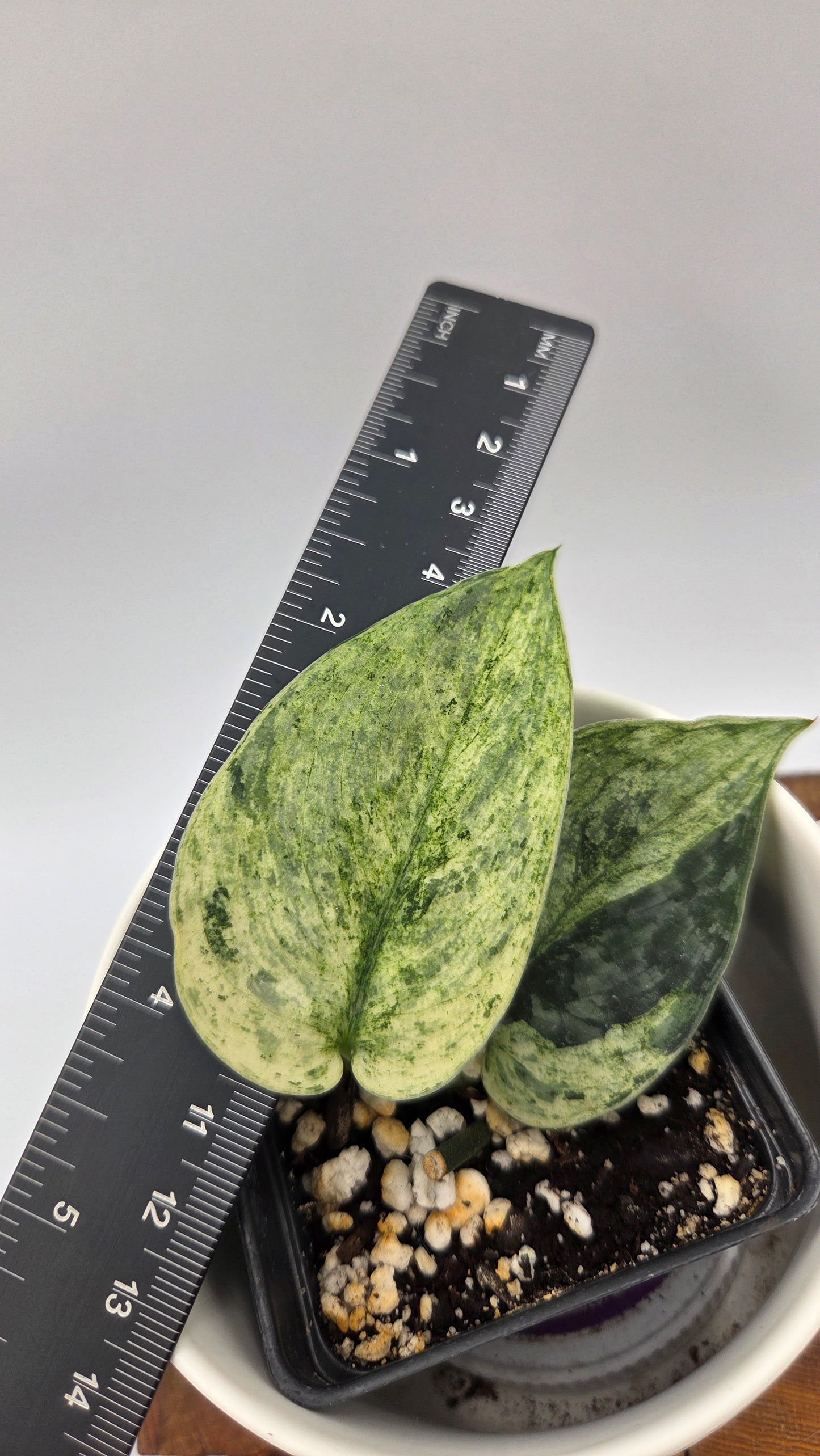 Scindapsus Silver Cloud mutation (SCI-1091)