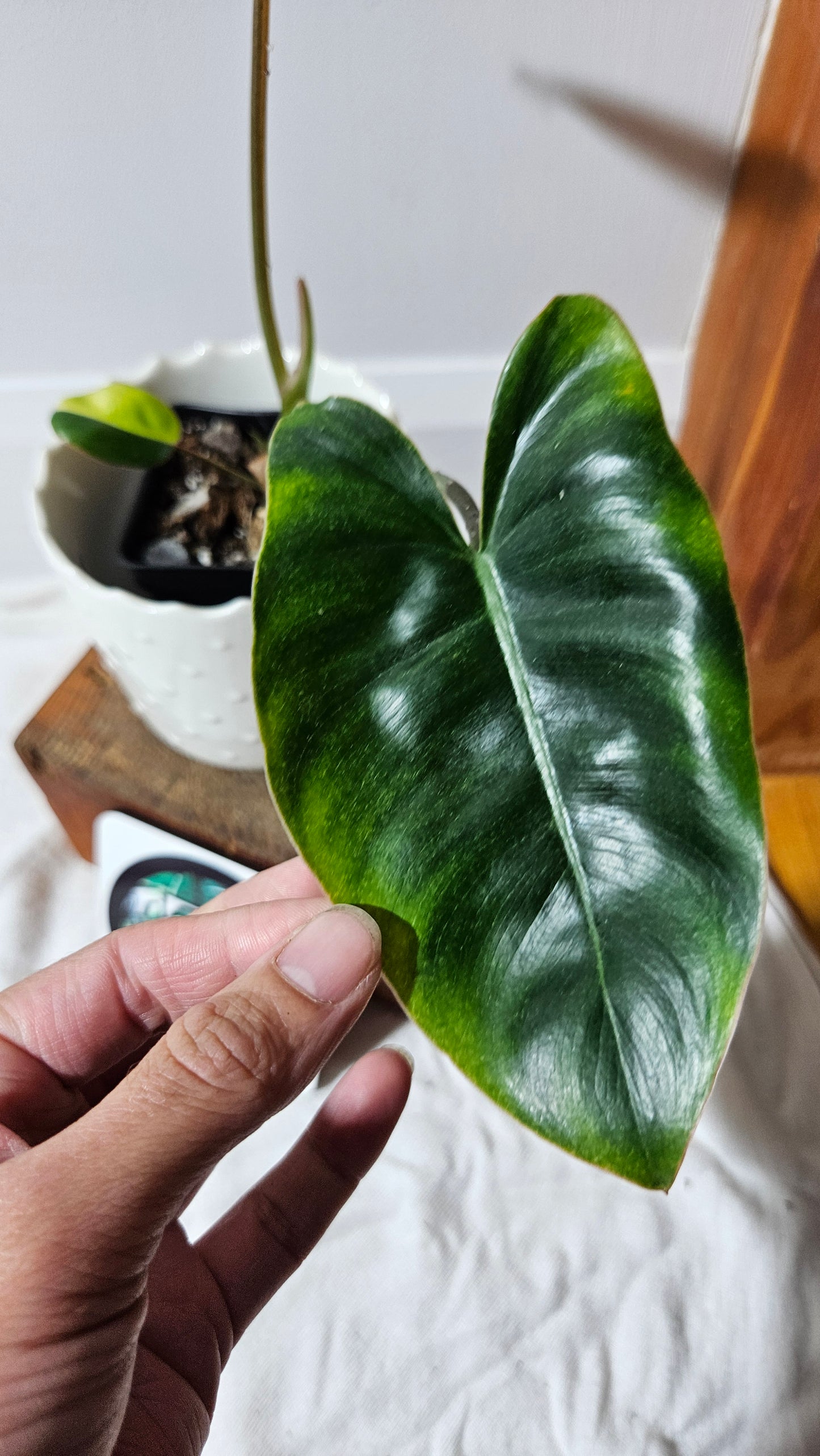 Philodendron Burlemarx Variegata (PHI-573)