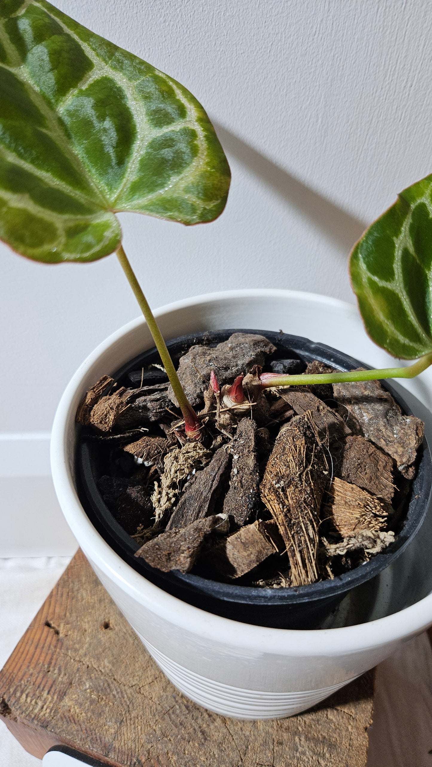Anthurium  Crystallinum "format PETIT" (ANT-009)