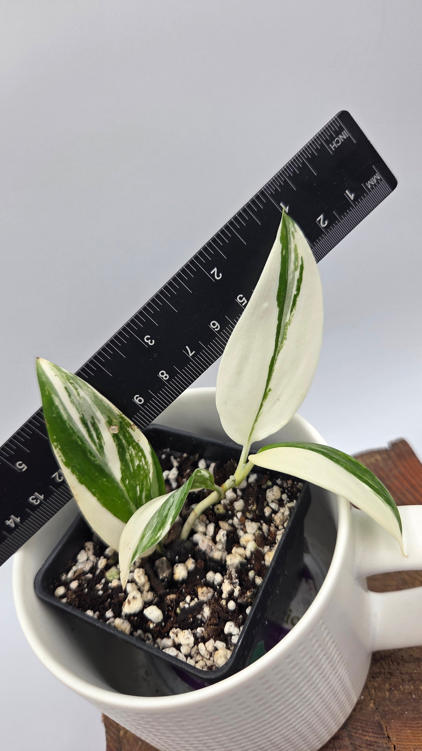 Scindapsus Moonlight Albo Narrow (SCI-864)